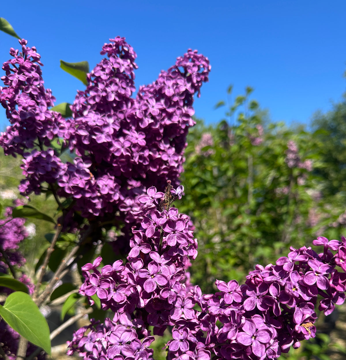 Multistammet ægte syren 'Andenken an Ludwig Späth' i fuld blomst med store, oprette klaser af mørklilla, duftende blomster.