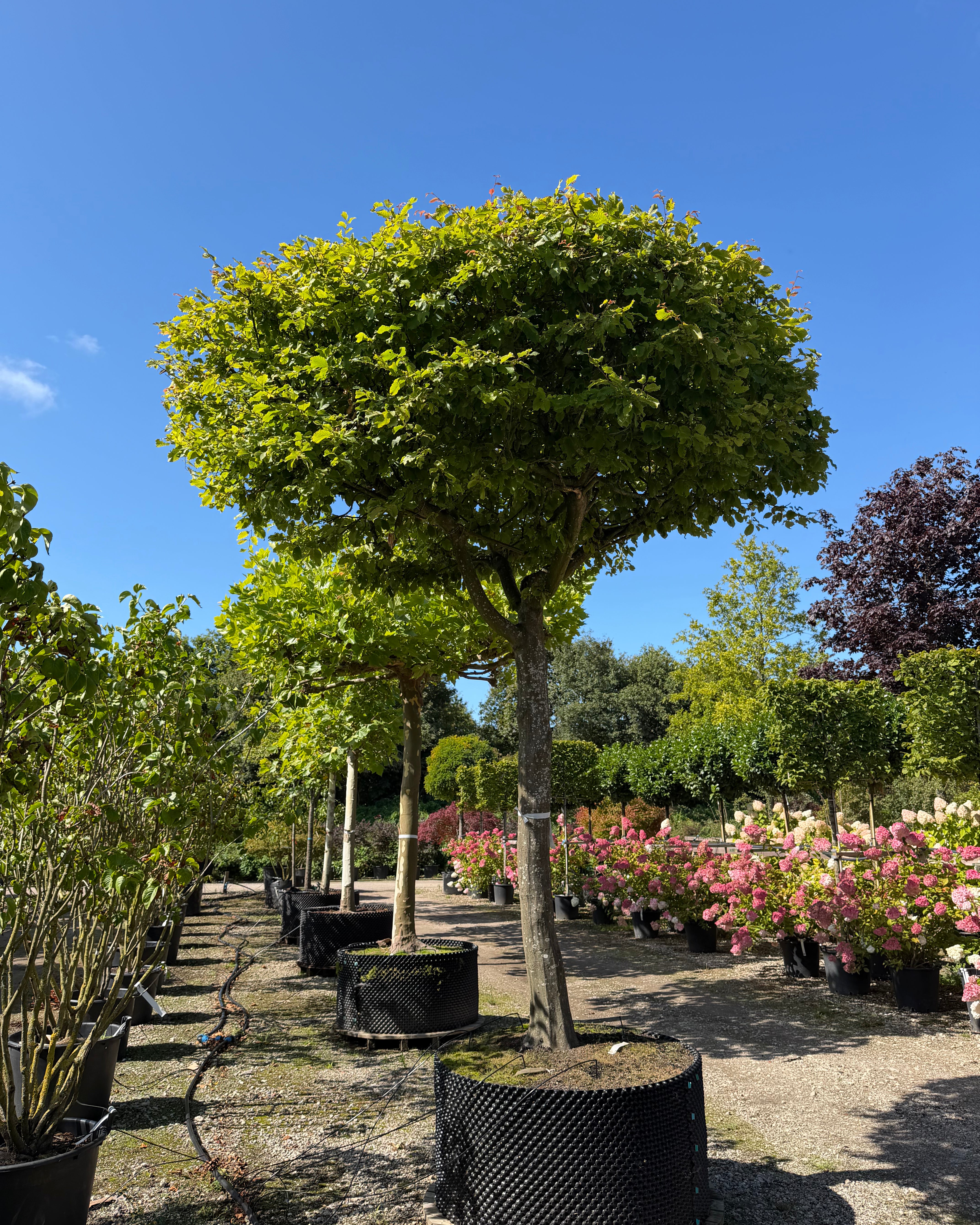 En tagklippet avnbøg - Carpinus betulus i fuld figur med en høj, ren stamme og en tæt og vandret formklippet krone af grønne blade, der fungerer som en naturlig parasol.