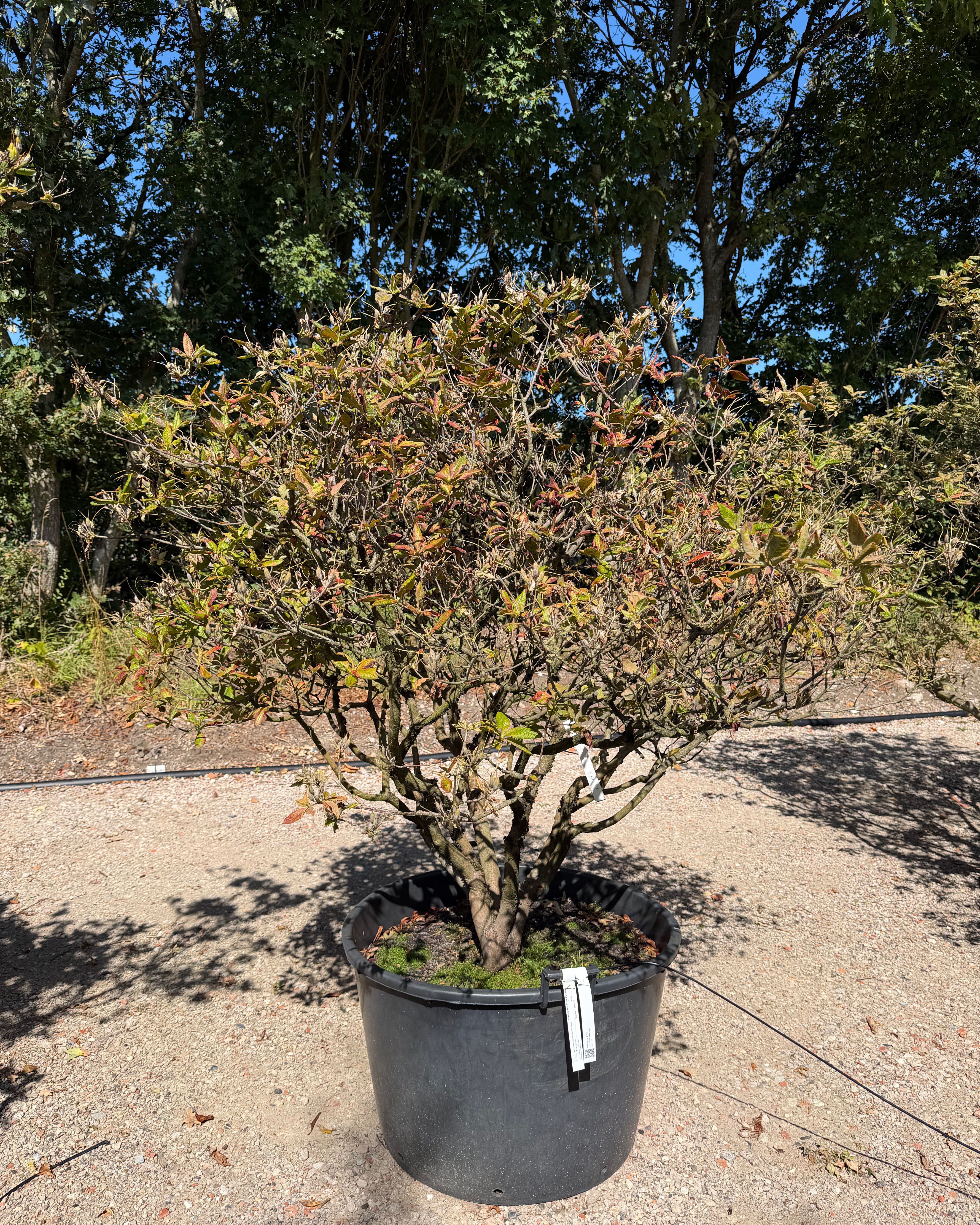 Multistammet Azalea hybride Golden Eagle surbundsplante, efter en fuld blomstring, med store, lysende orange trompetblomster.