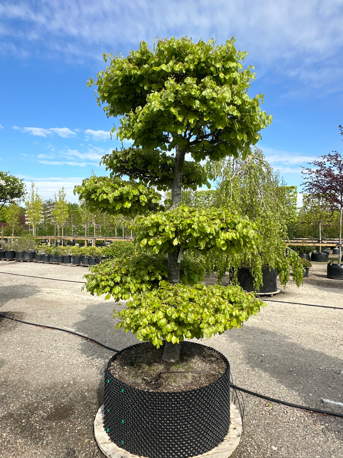 Havebonsai af bøg i fuld sommerdragt med tætte, grønne sky-puder.