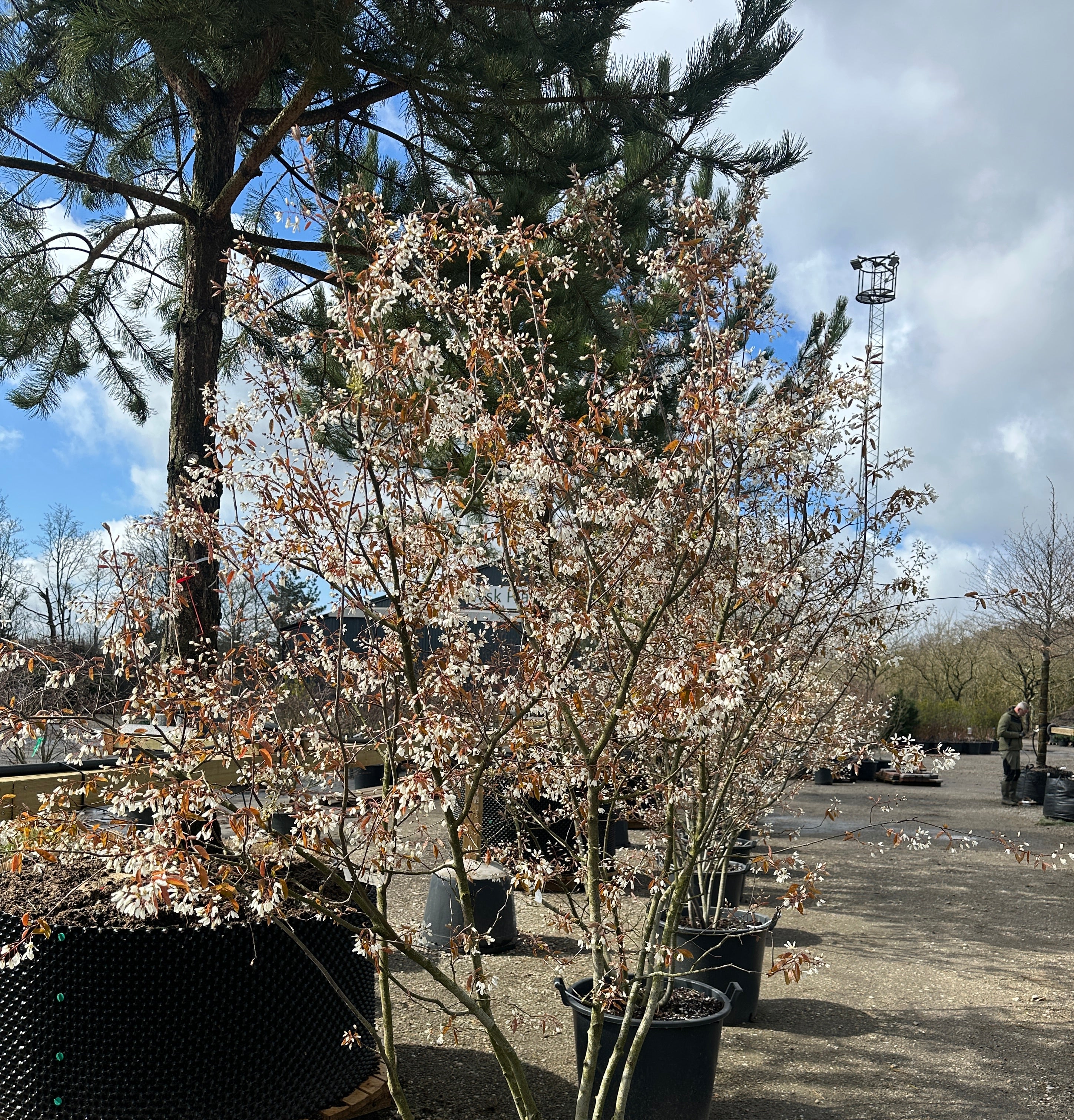 Amelanchier Lamarckii med flere stammer