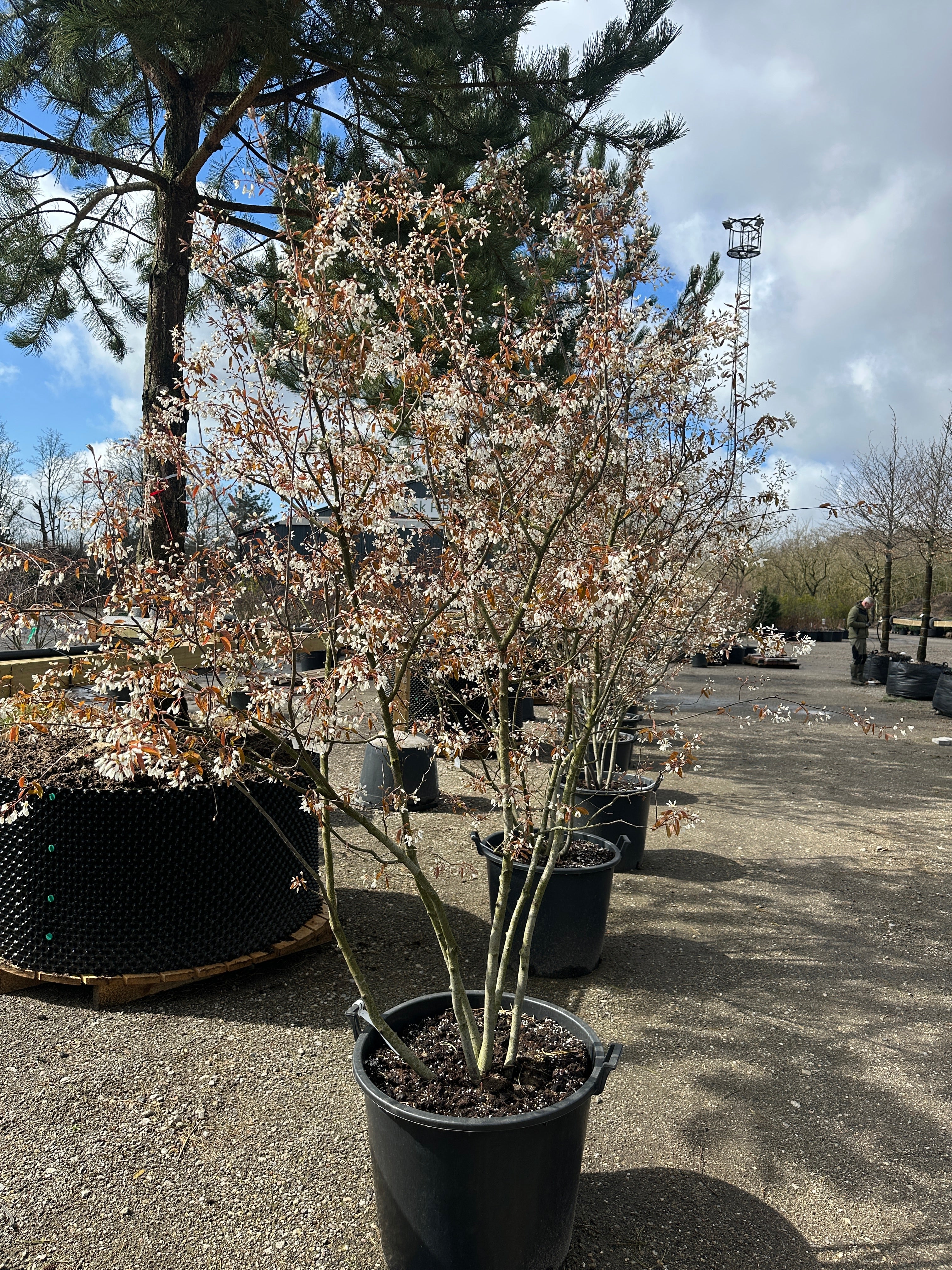 Amelanchier Lamarckii med flere stammer