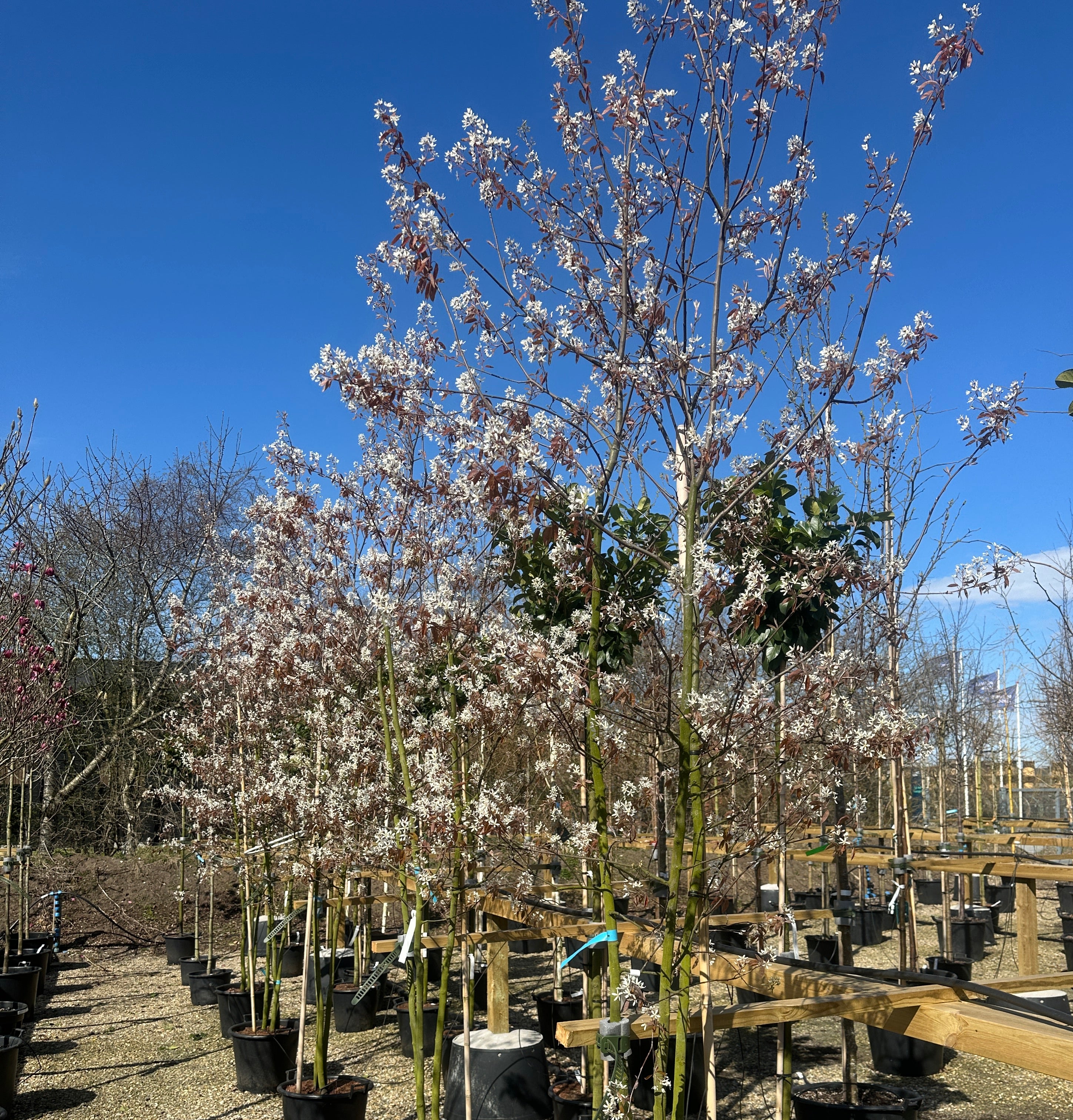 Multistammet bærmispel