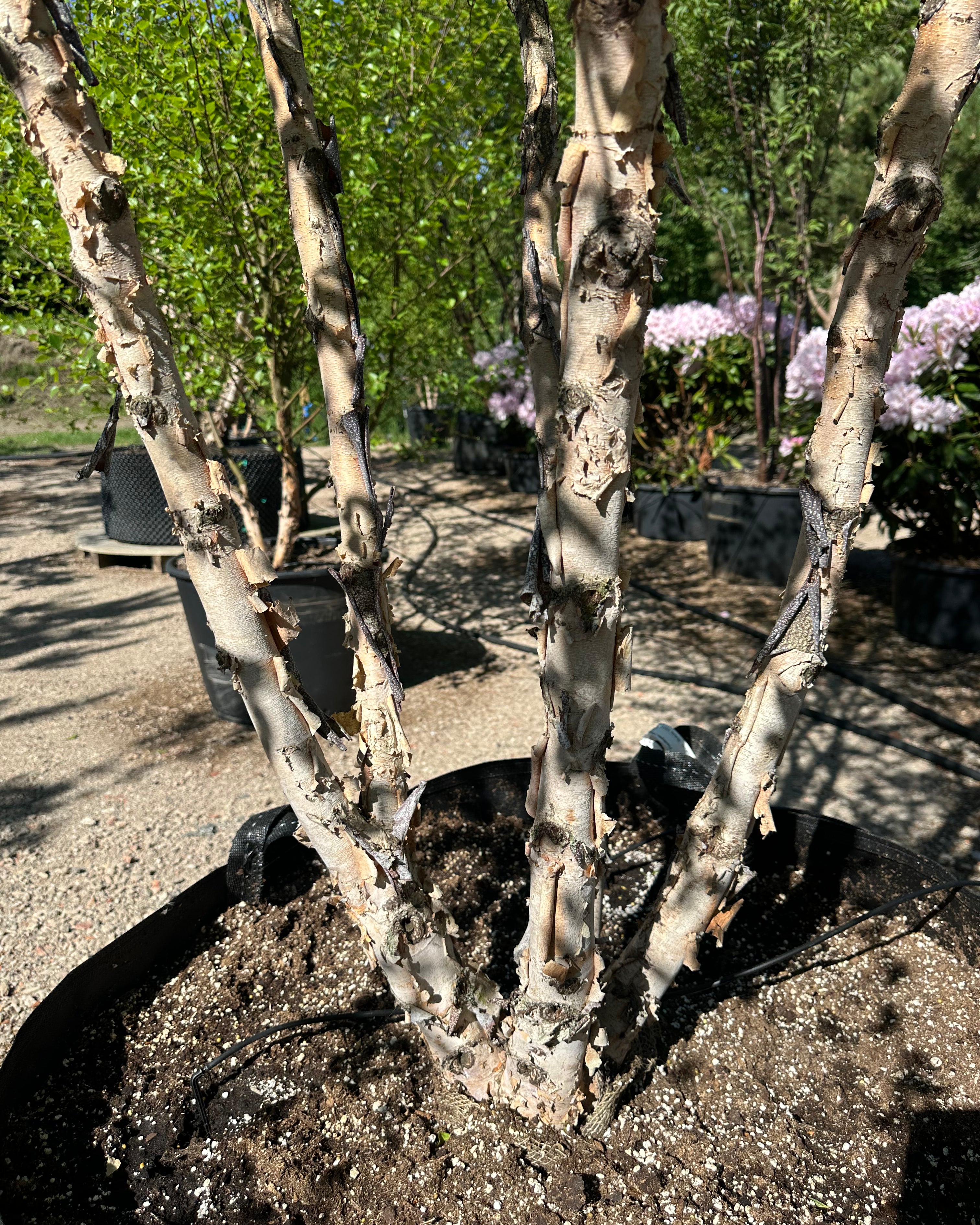 Rå, flossede og afskallende bark på stammerne af en flerstammet Betula nigra.