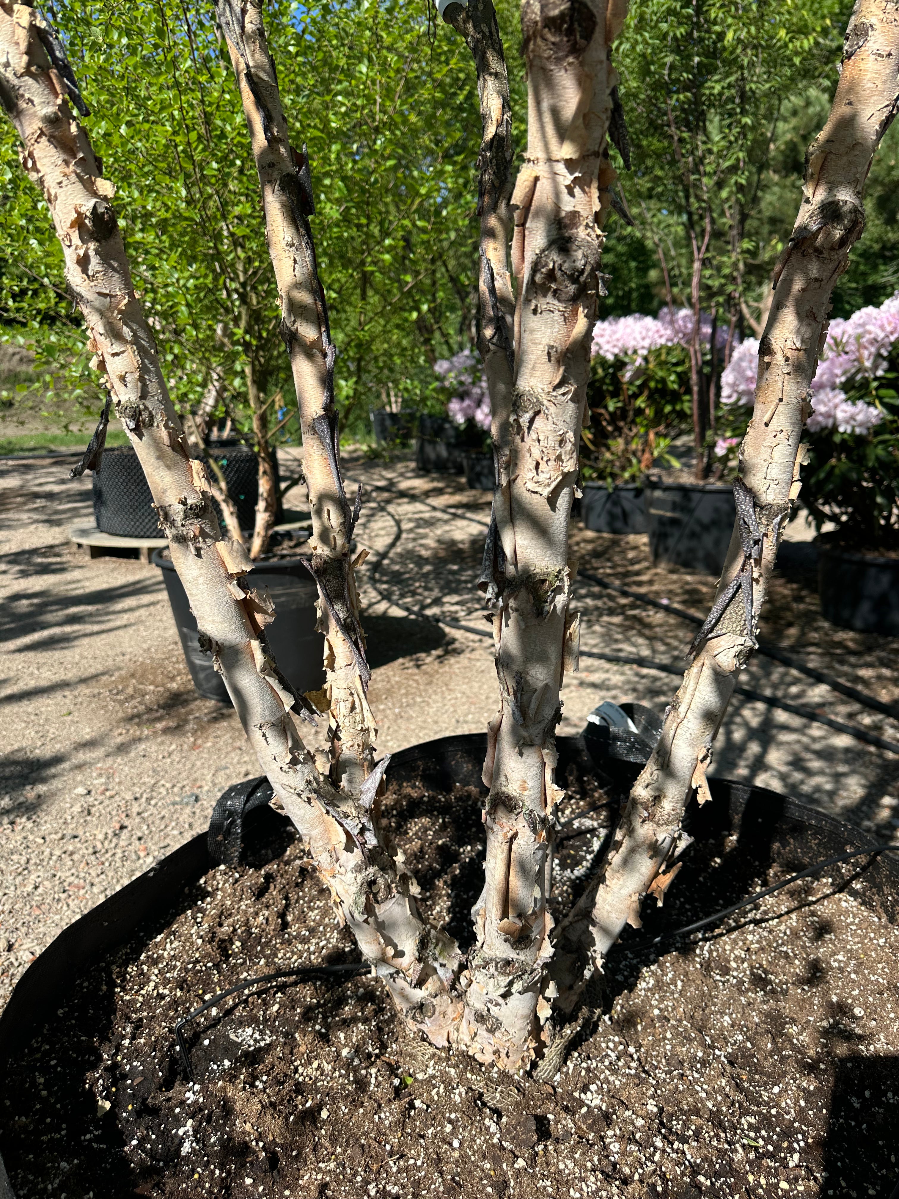 Rå, flossede og afskallende bark på stammerne af en flerstammet Betula nigra.