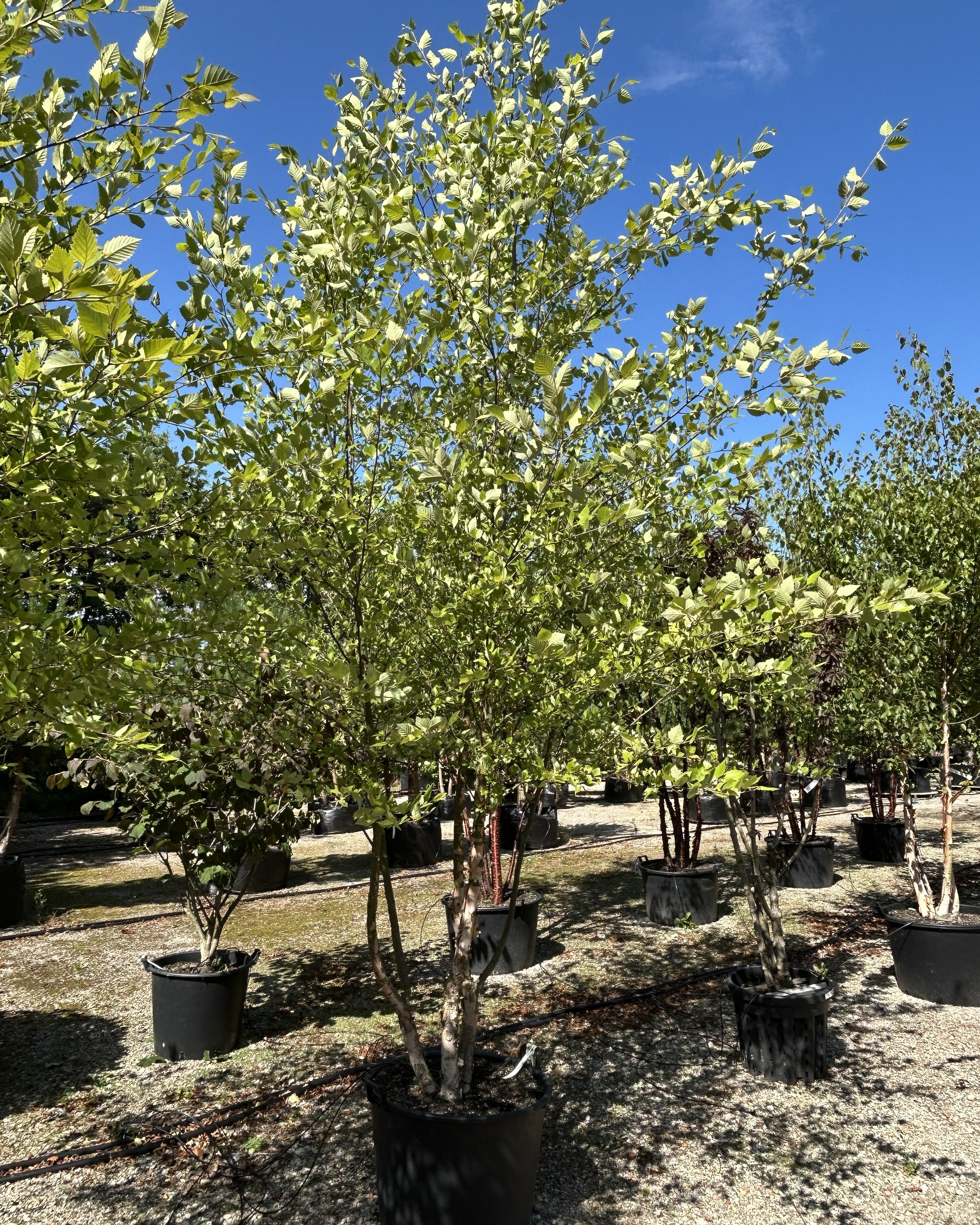 Flerstammet Betula nigra sortbirk med en let og luftig krone.