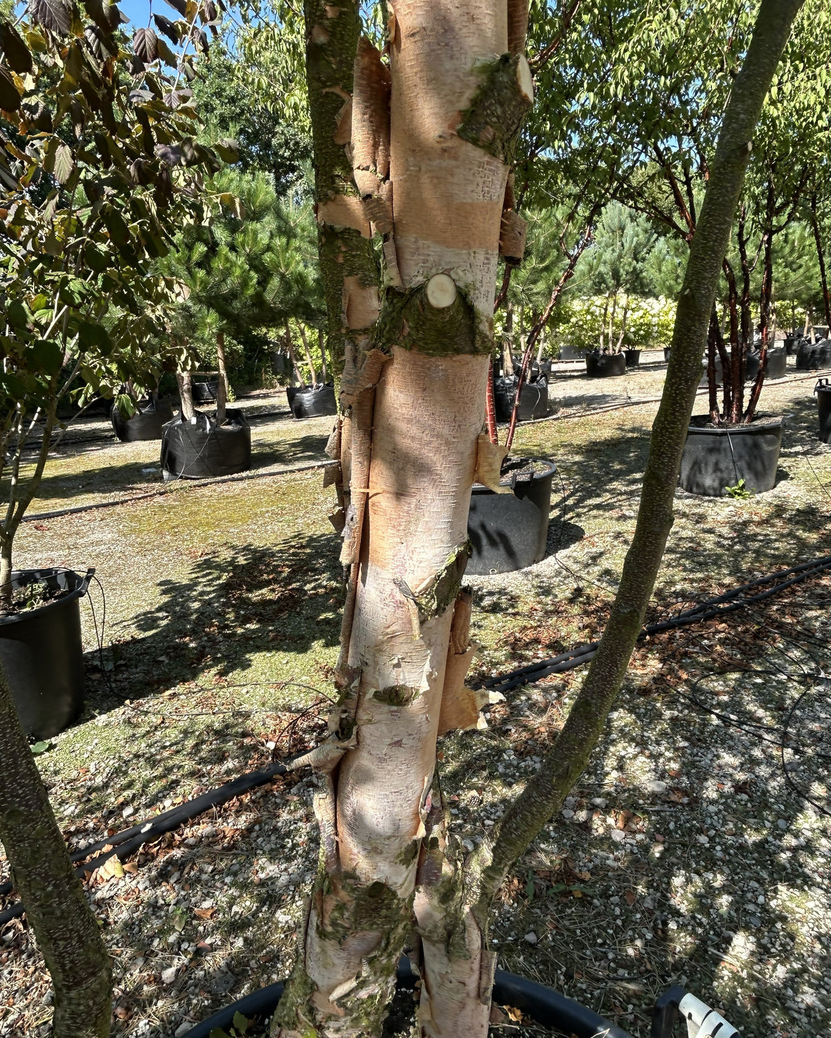 Rå, flossede og papiragtigt afskallende bark på stammen af en sortbirk.