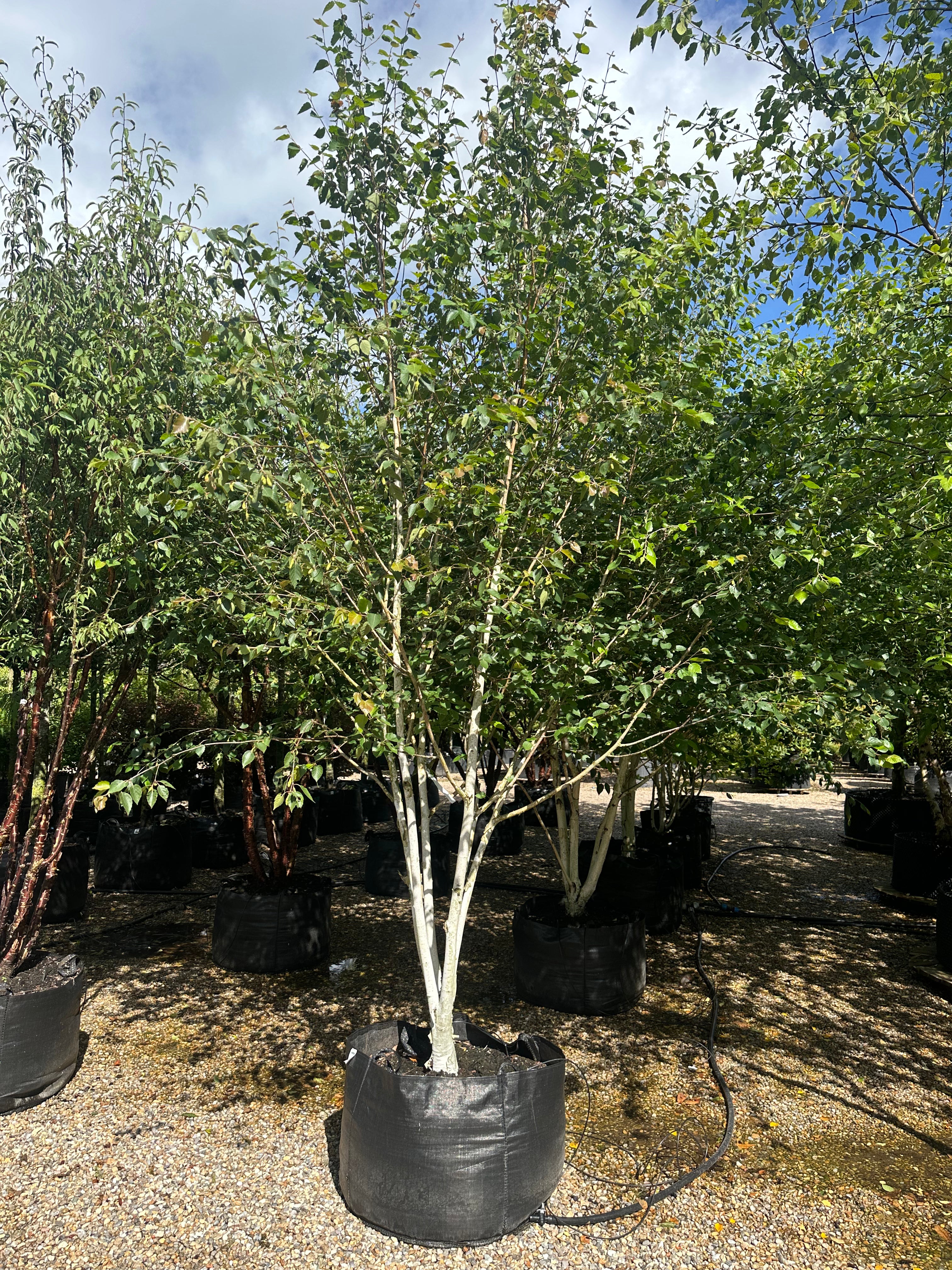 Multistammet 'Betula utilis'-himalayabirk, hvor de flere skulpturelle, kridhvide hovedstammer forgrener sig fra bunden og bærer en bred, åben krone af friske, mørkegrønne blade.