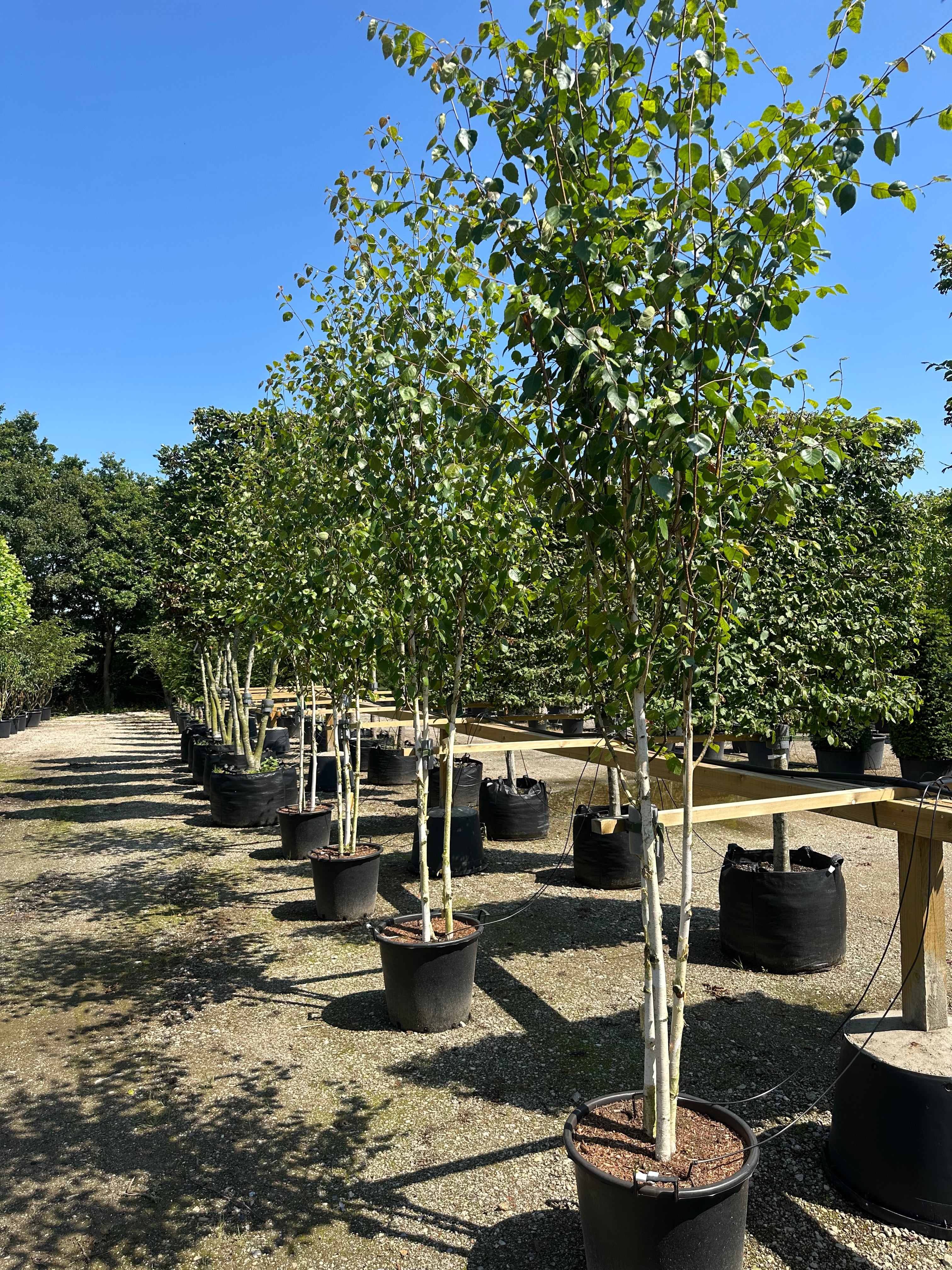 Multistammet 'Betula utilis'-himalayabirk om sommeren, hvor de flere skulpturelle, kridhvide hovedstammer forgrener sig fra bunden og bærer en bred, åben krone af friske, mørkegrønne blade.