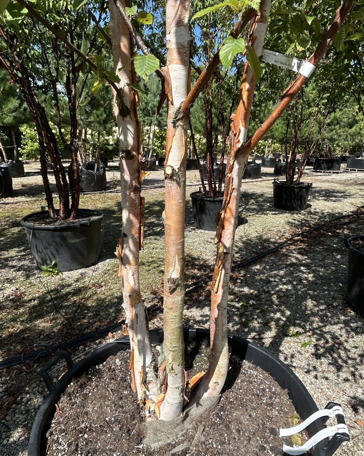 Multistammet Himalayabirk af sorten Betula utilis 'Fascination' med karakteristisk lys, afskallende bark.