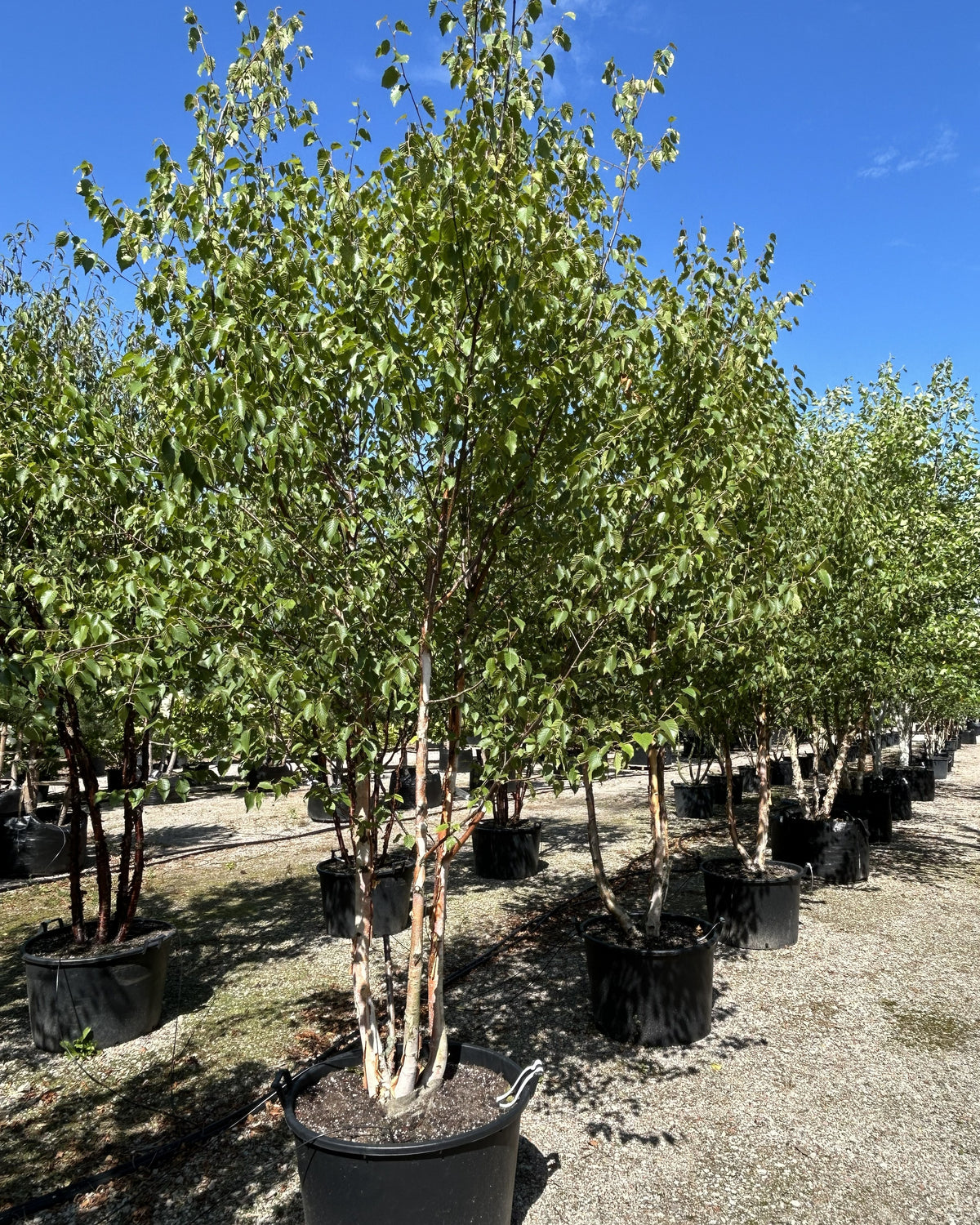 Multistammet birk, Betula utilis 'Fascination', med kridhvide, afskallende stammer og en let, elegant løvkrone.