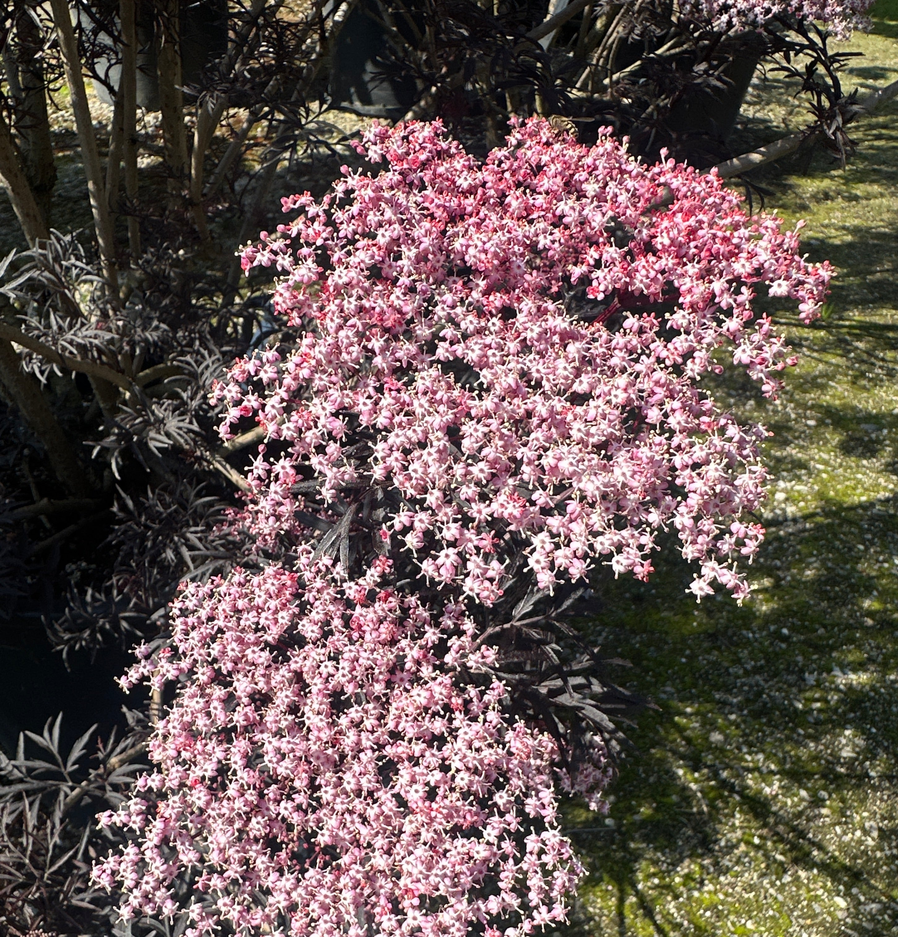 Lyserøde skærmblomster i fuldt flor mod det mørke, fligede løv på en 'Black Lace' hyld.