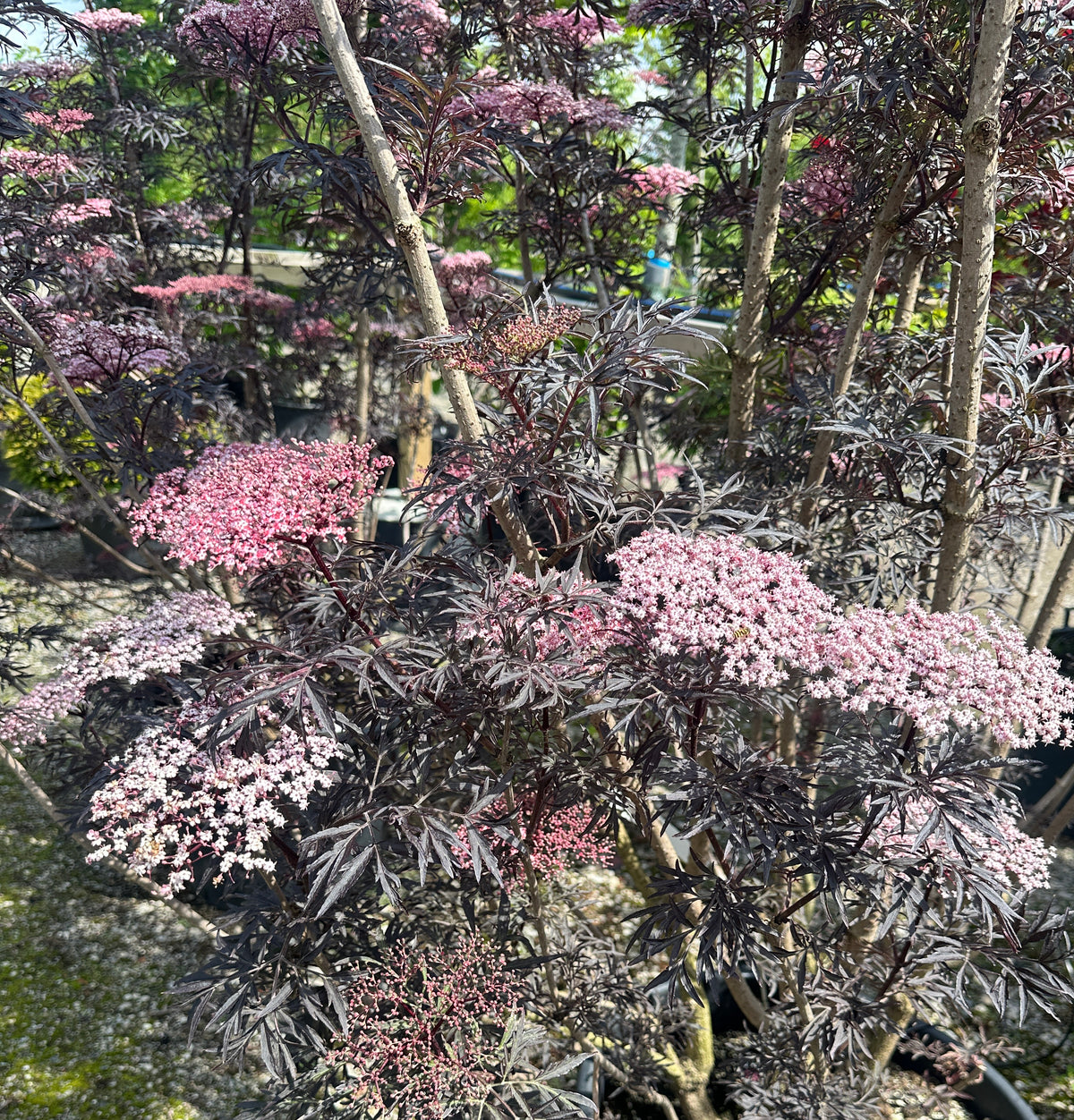 Store, flade skærme af sart lyserøde blomster i tæt kontrast til det mørkerøde, næsten sorte og fligede løv på en 'Black Lace' hyld.