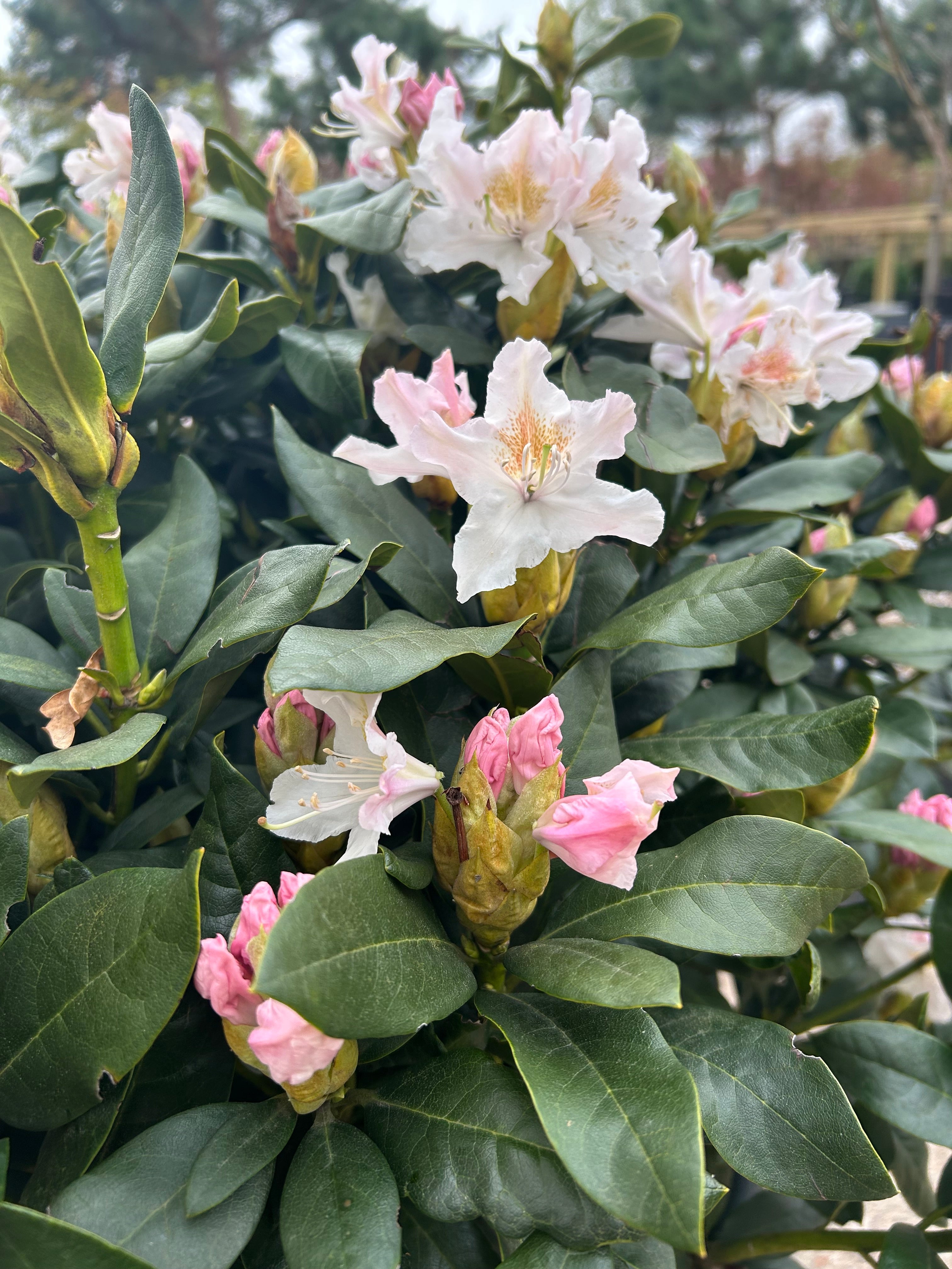 Flotte dekorative blomster på en rhodendron Cunninghams White,
