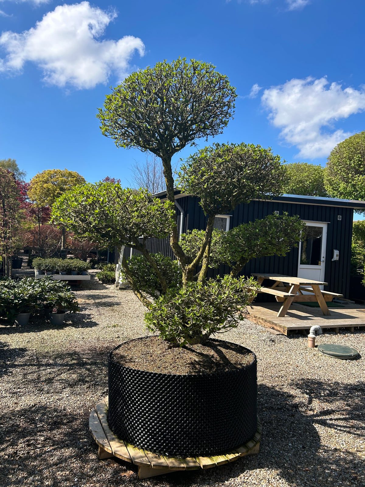 En Cornus mas kirsebærkornel i bonsai udgave, som flot fremviser sine klippede grene og en tæt krone af friske grønne blade.