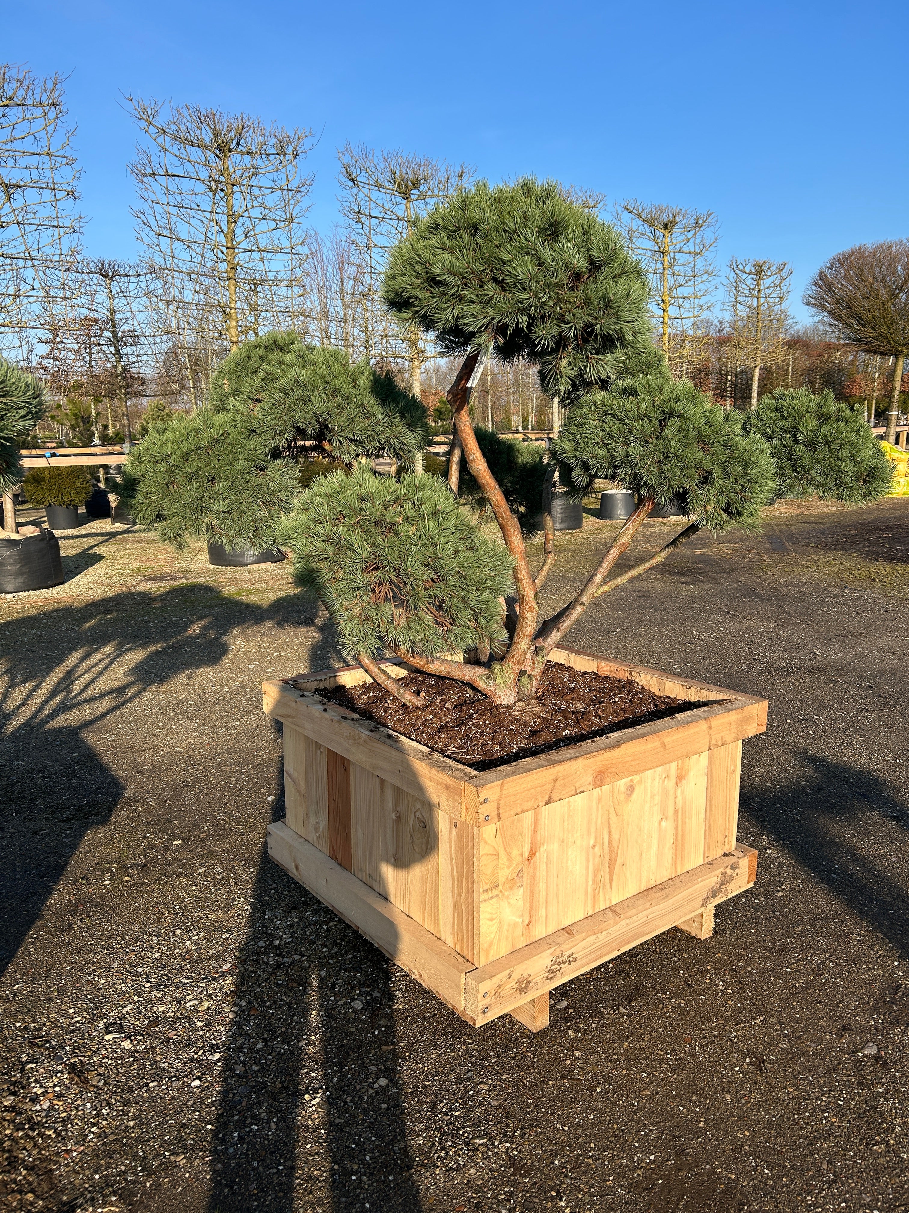 Flot skulpturel bonsaiklippet Dværg Skovfyr, Pinus sylvestris Watereri