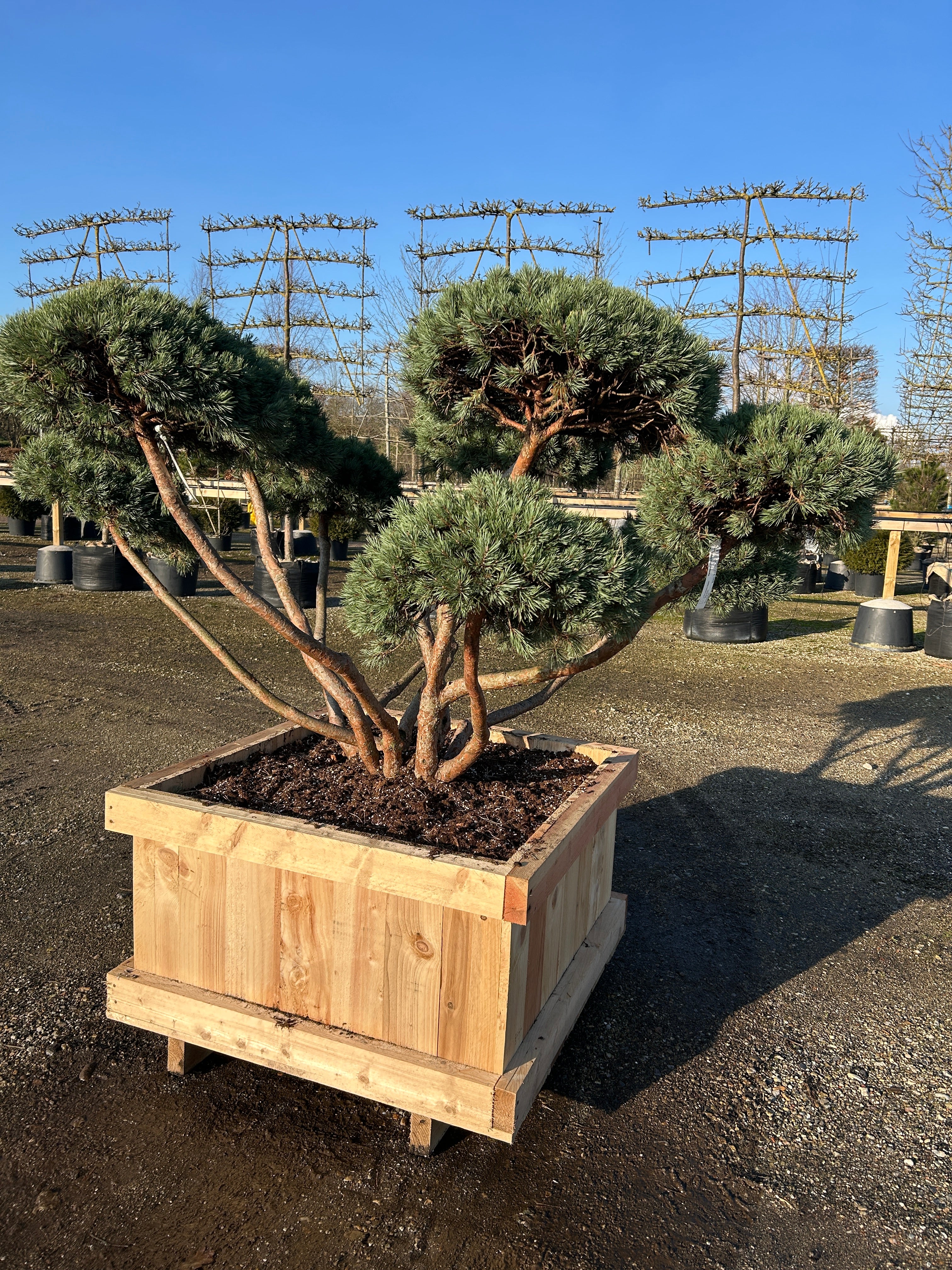 Smuk bonsaiklippede dværg skovfyr, Pinus Sylvestris Watereri, med dekorative stamme og flotte pude.
