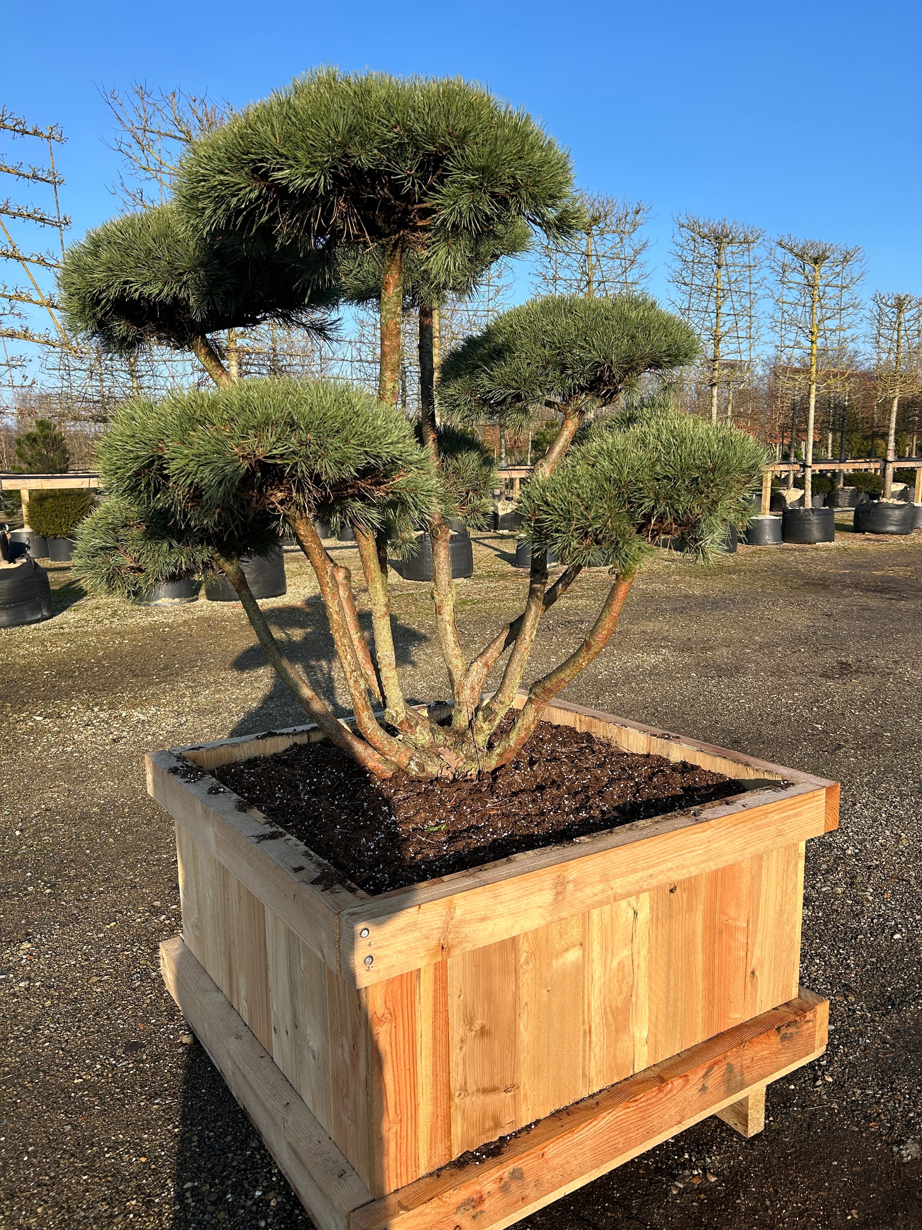 Bonsaiklippet Pinus sylvestris, Skovfyr, skulpturel og smuk i haven eller forhaven som havens skulptur