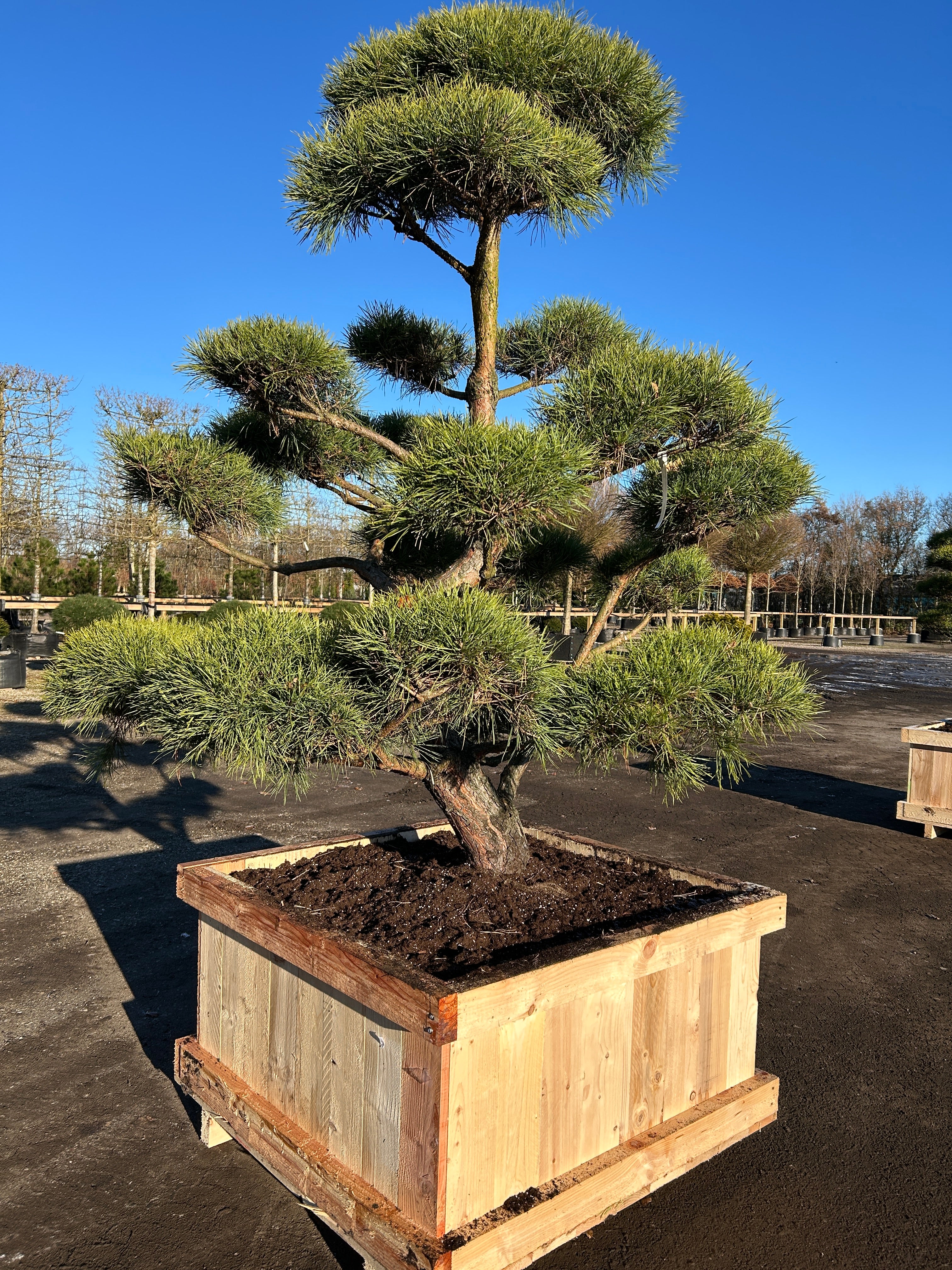 Skulpturel bonsaiklippet Skovfyr, puderne smukt fordelt, gråbrune bark, lange grønne nåle