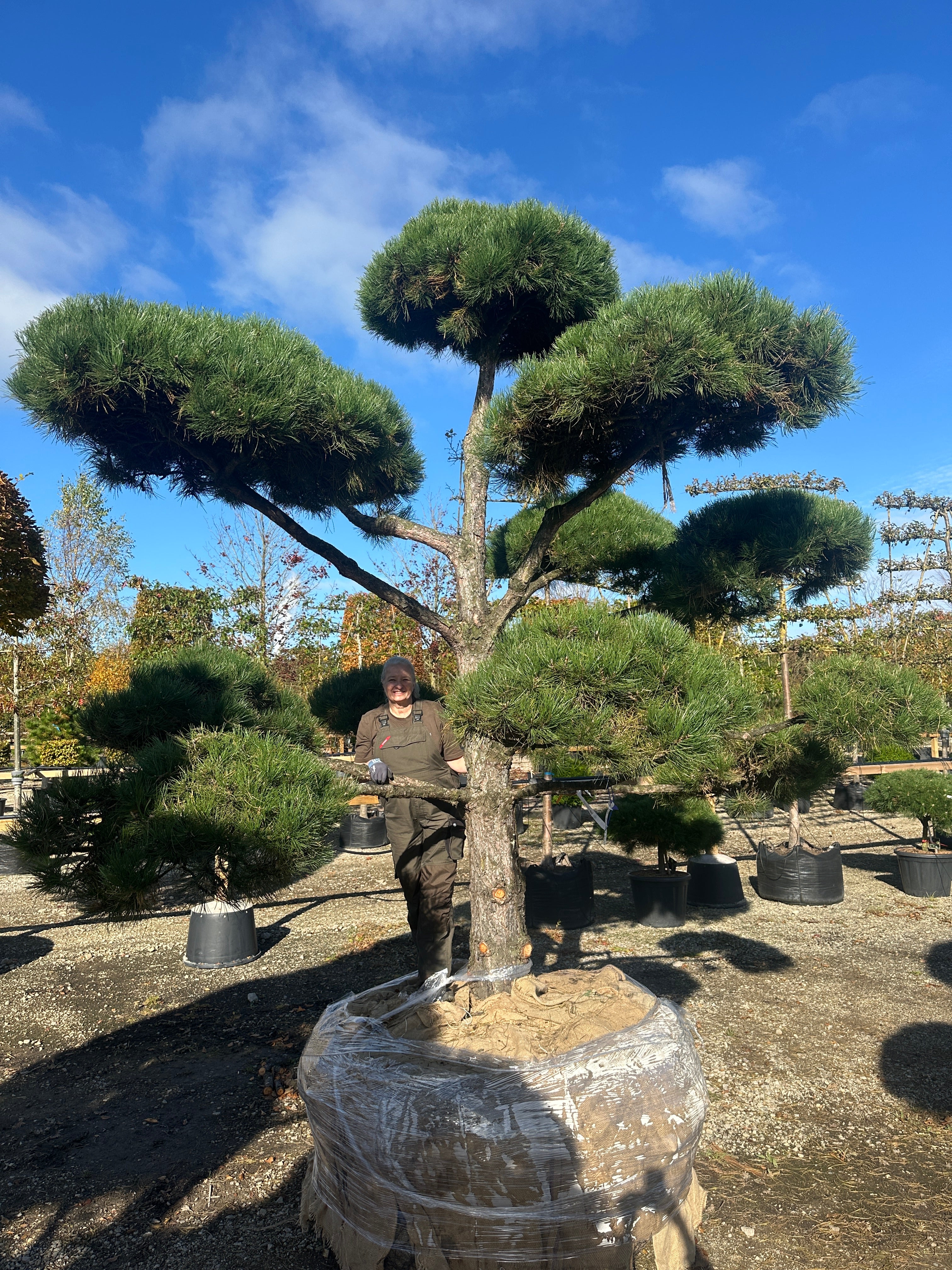 Smuk skulpturel bonsaiklippet Østrigsk fyr.