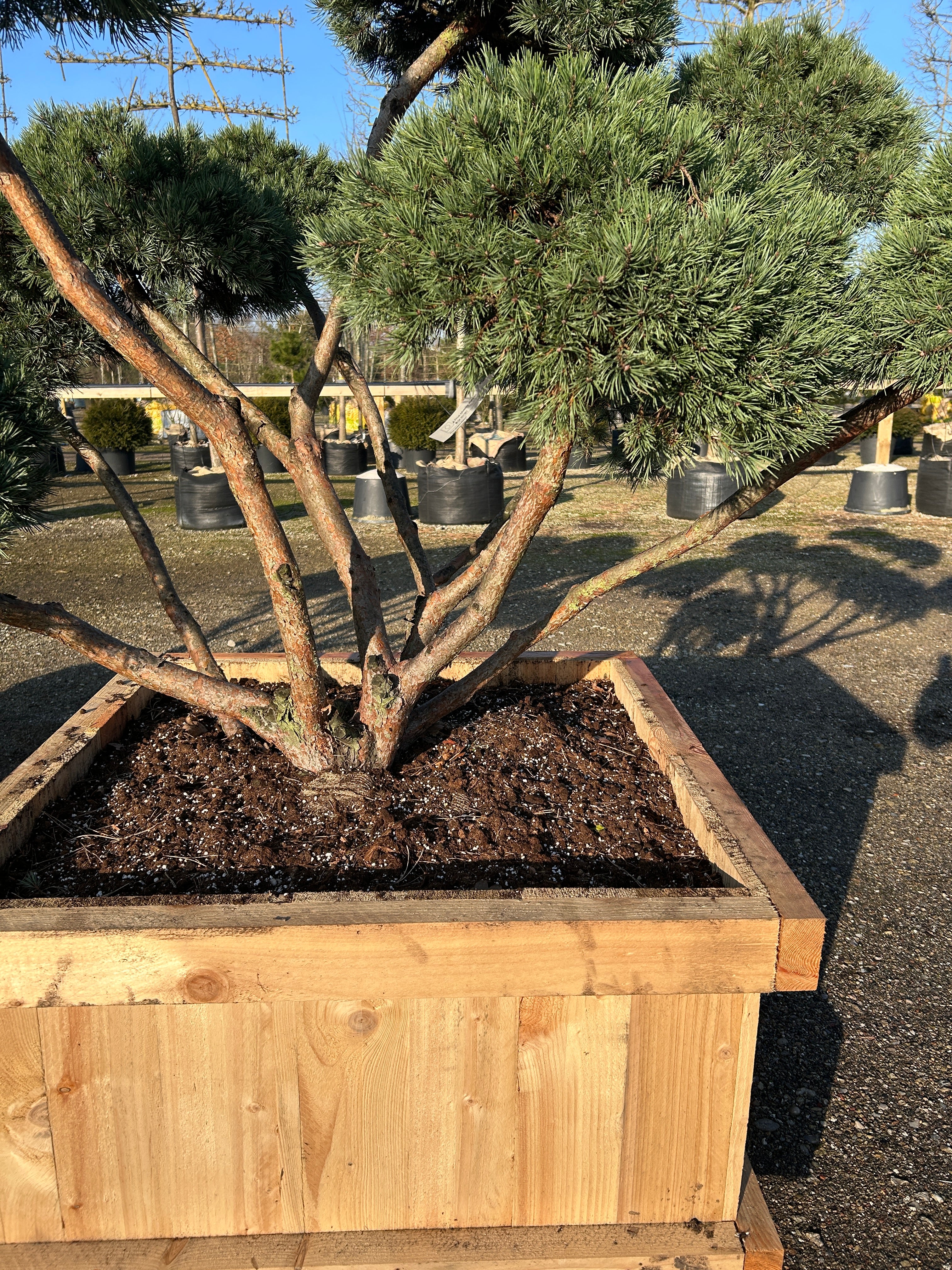 Skulpturelle forgreninger på bonsaiklippet Dværg skovfyr.