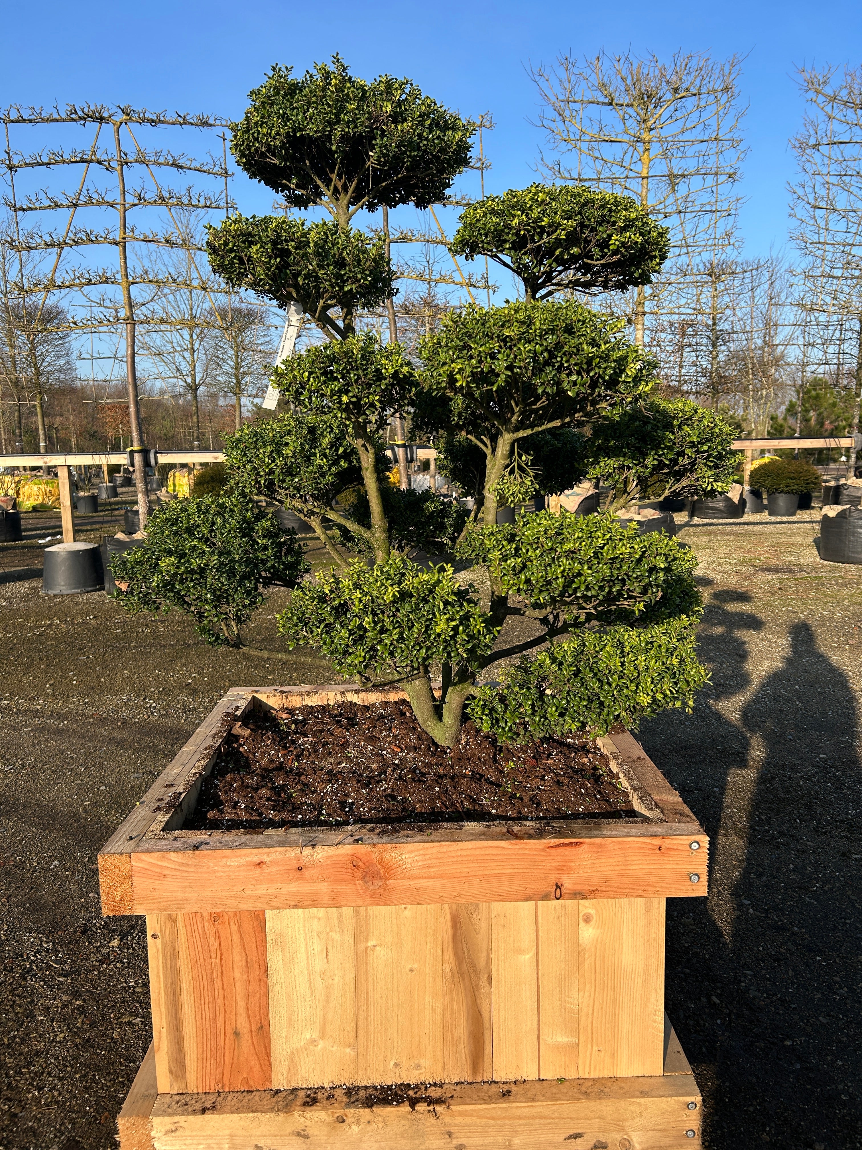 Smuk bonsaiklippet Japansk kristtorn, Ilex crenata Convexa