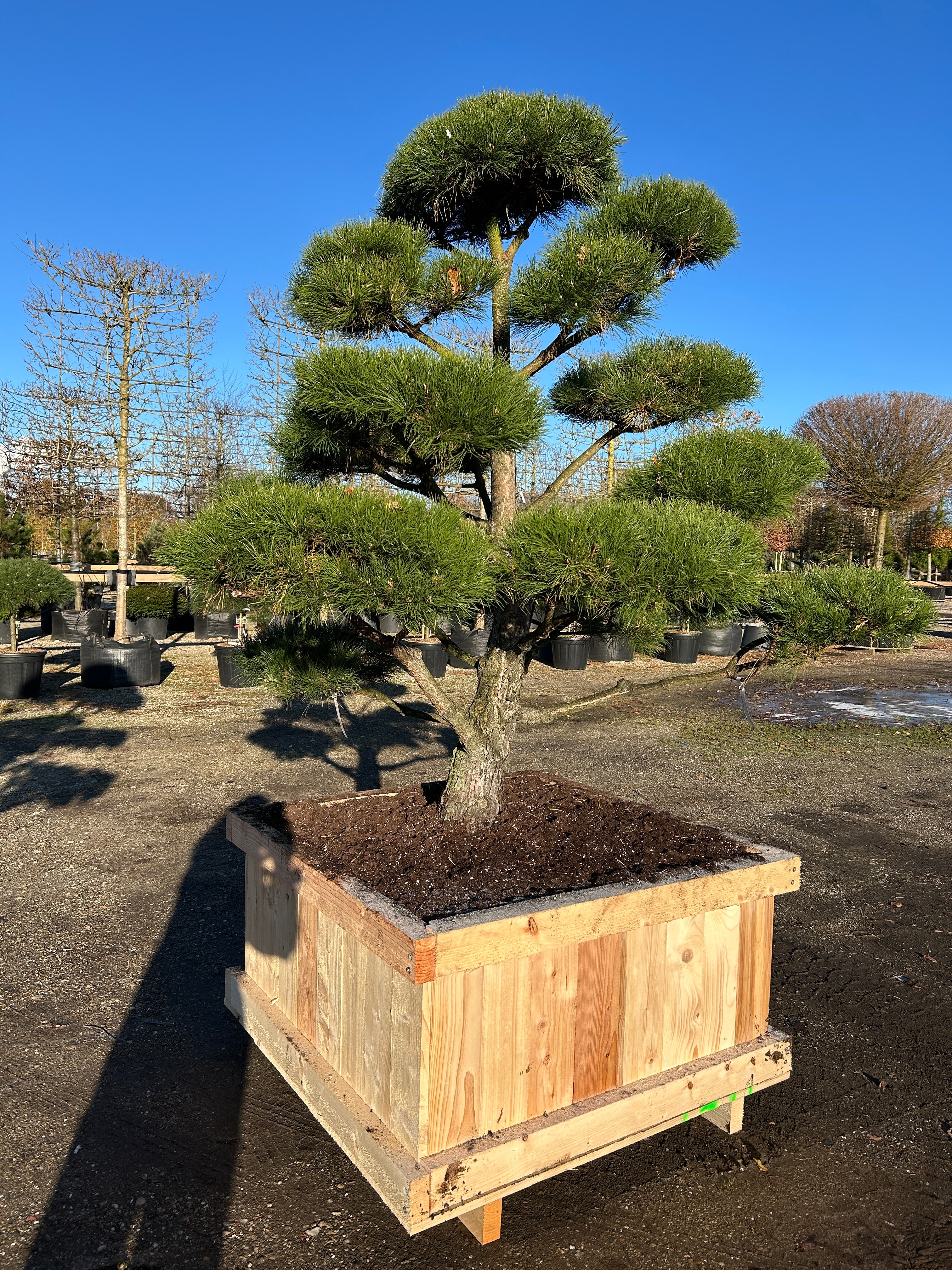 Smuk bonsaiklippet Østrigsk fyr, flot stamme, smukke puder som sider flot fordelt, havens skulptur