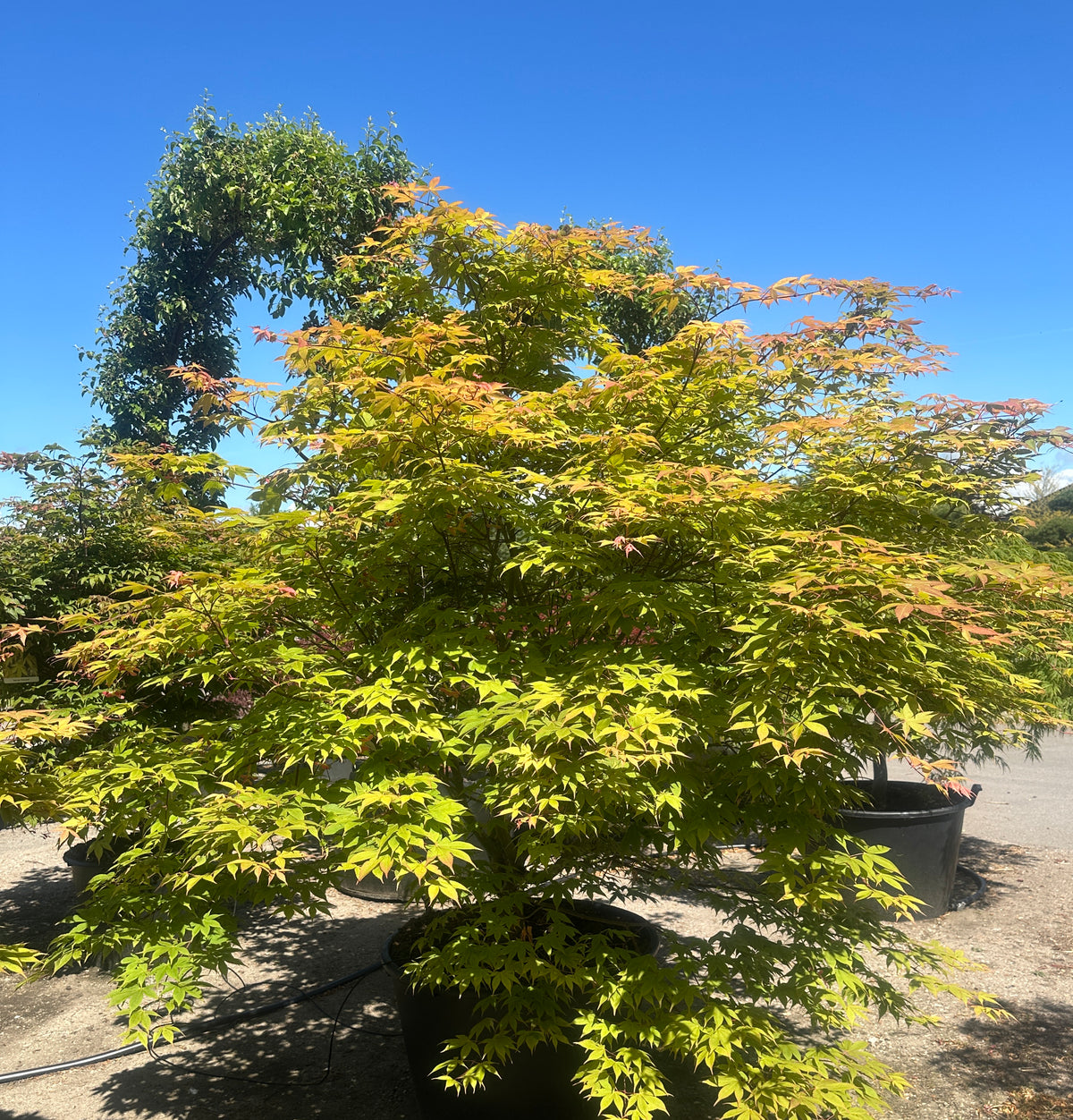 Japansk ahorn, Acer palmatum Osakazuki, som en stor, tæt busk med friske, grønne blade.