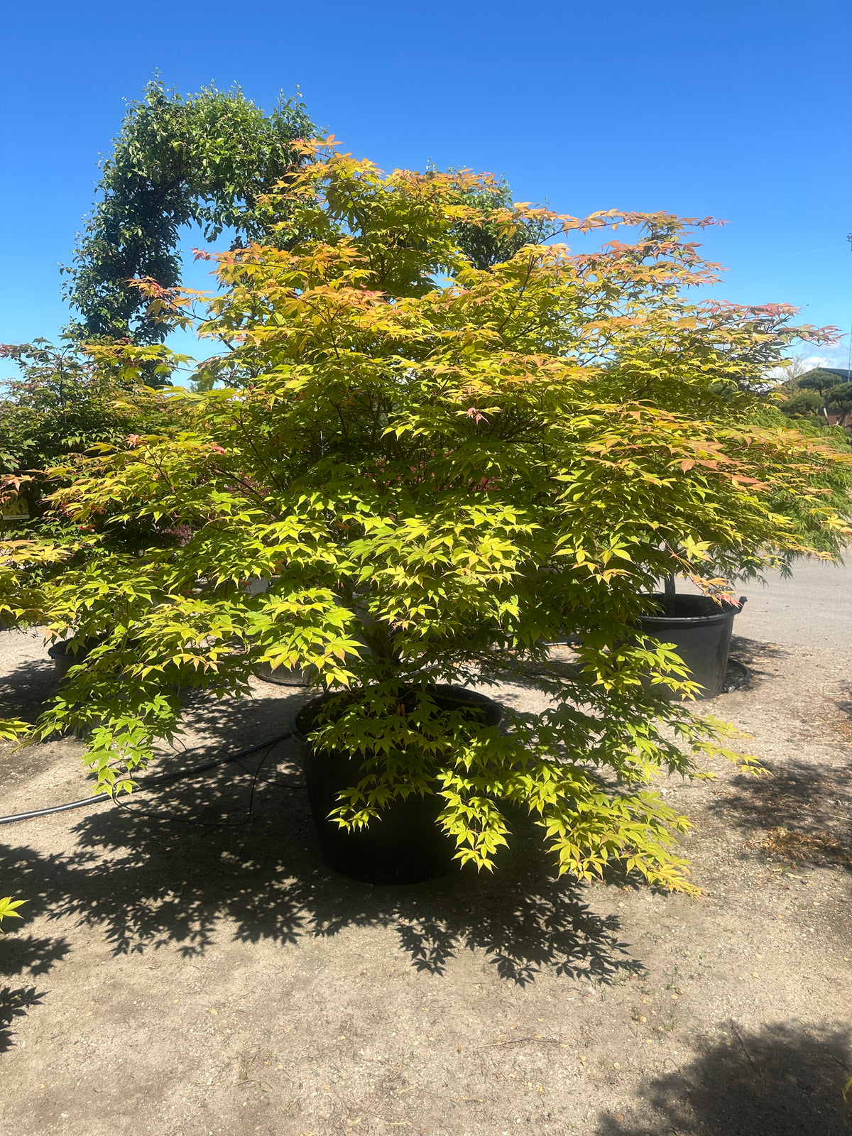 Japansk ahorn, Acer palmatum Osakazuki, som en stor, tæt busk med friske, grønne blade.