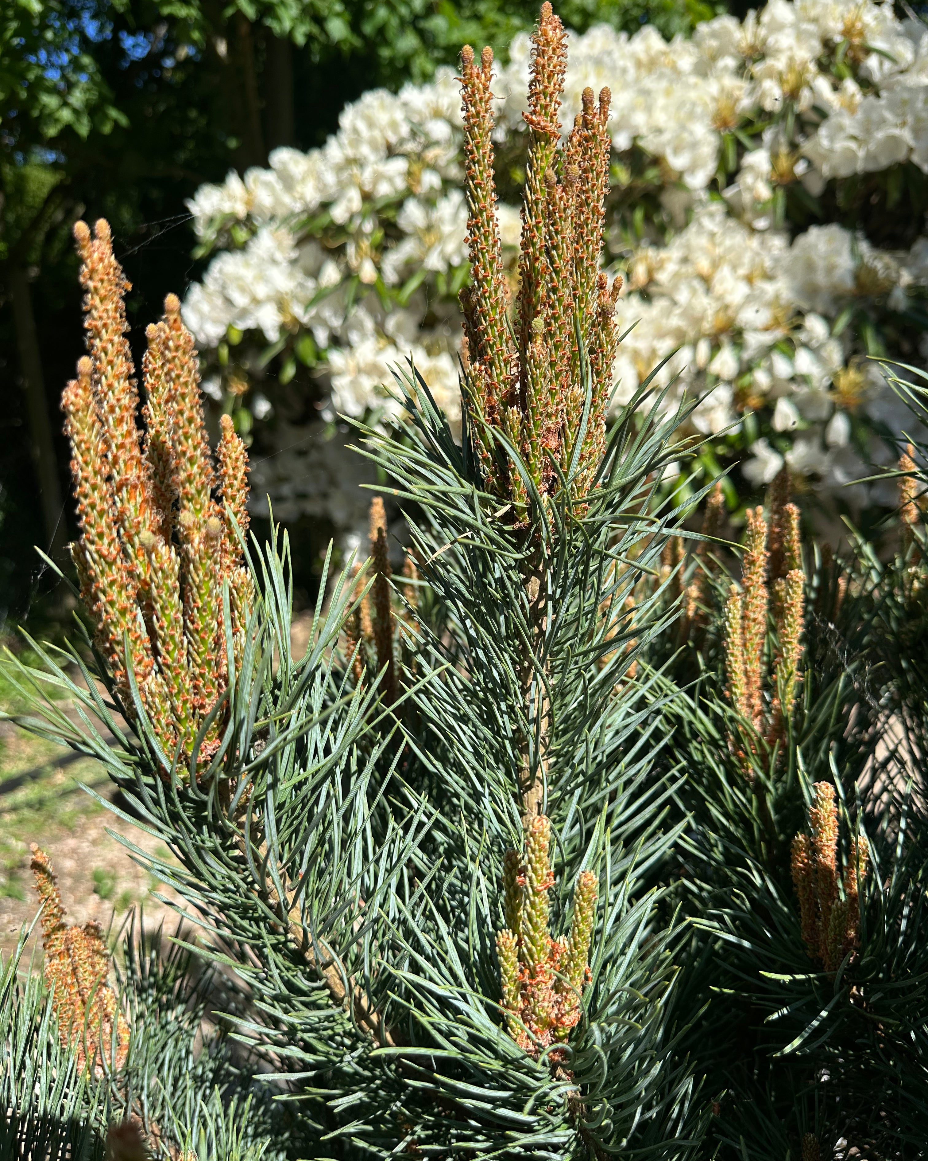Flotte nye Lys/skud på en busket dværg skovfyr, Pinus sylvestris Watereri