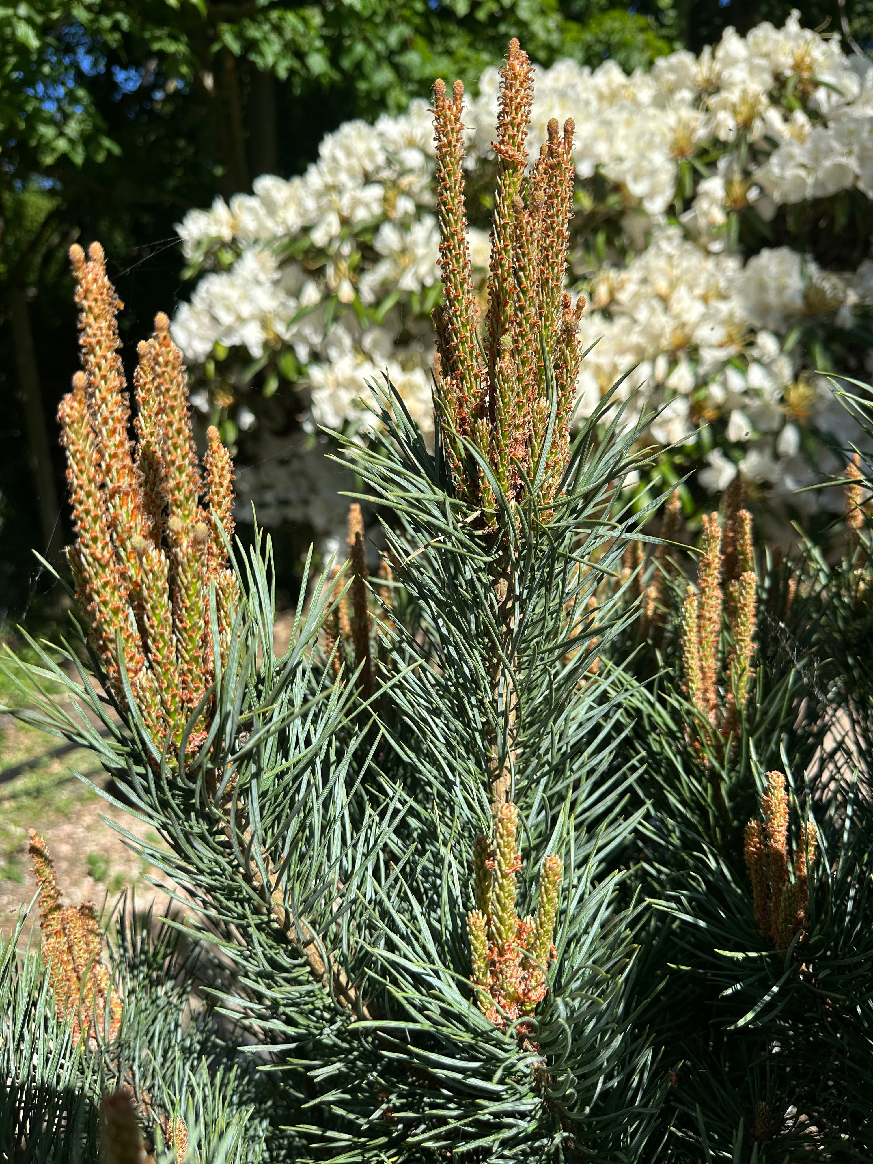 Flotte nye Lys/skud på en busket dværg skovfyr, Pinus sylvestris Watereri