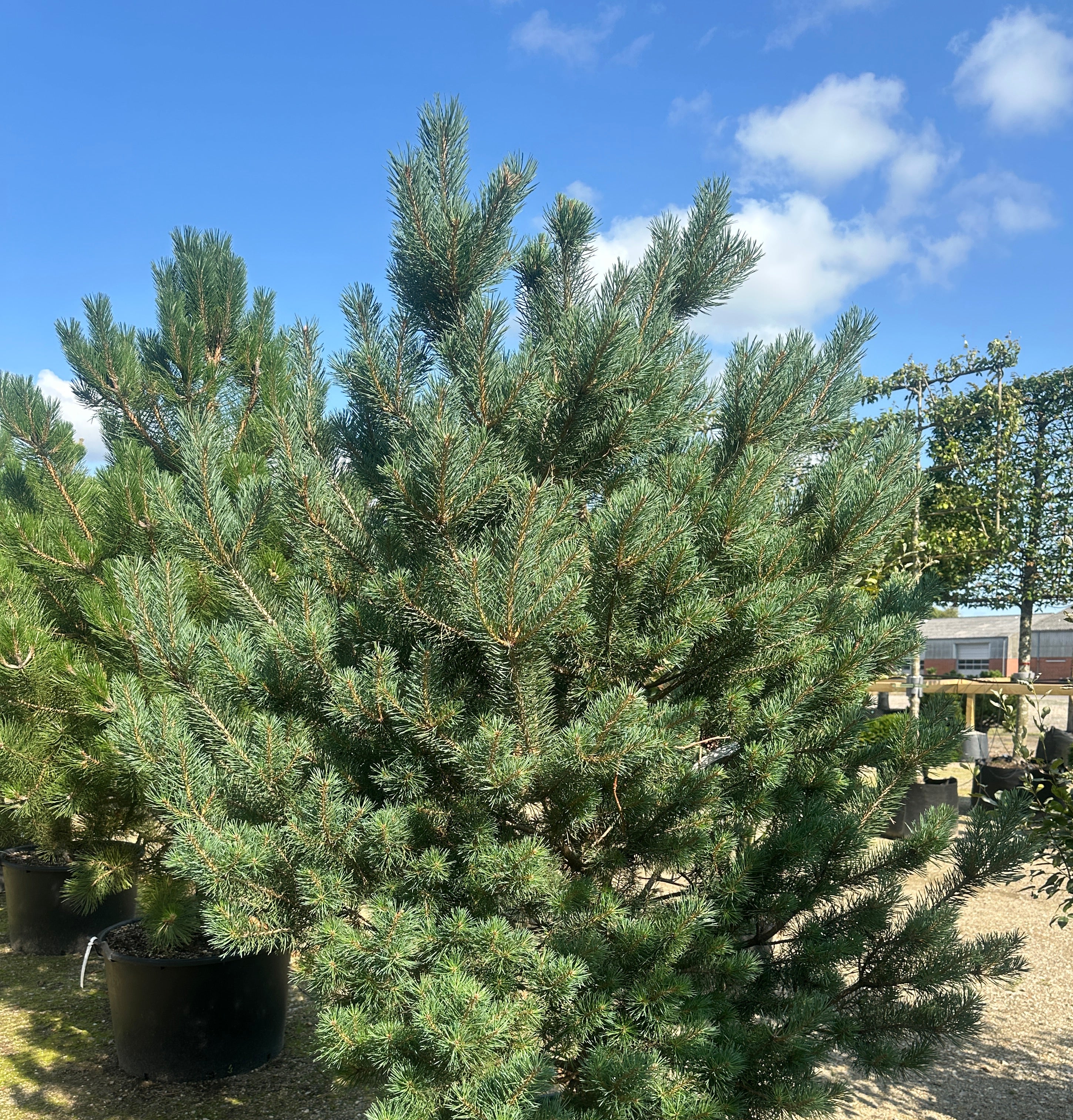 Flotte kraftig busket Norsk skovfyr, Pinus sylvestris Norsk,