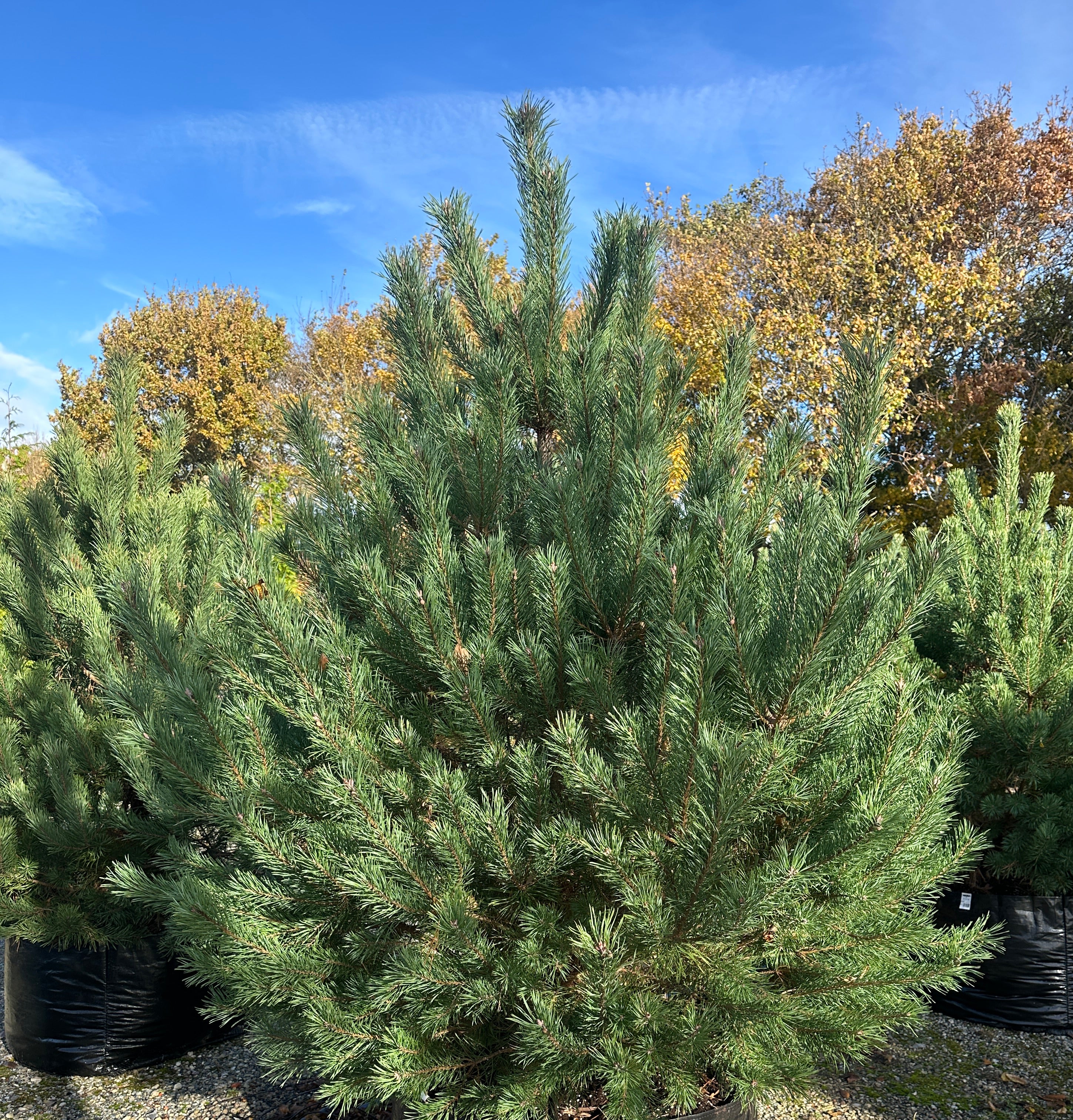 Flotte busket Skovfyr, Pinus sylvestris Norske