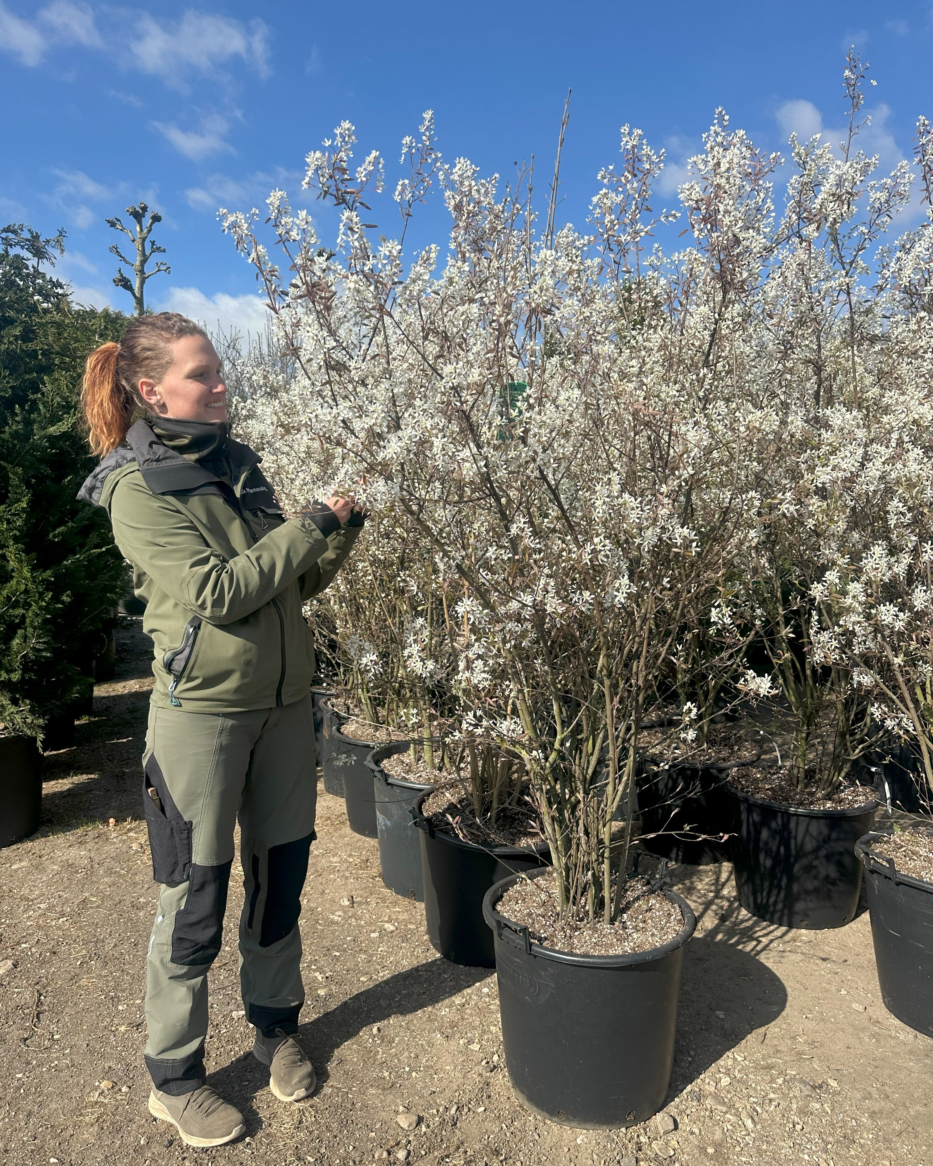 Busket kraftige bærmispel, Amelanchier Lamarckii rigt blomstrende.