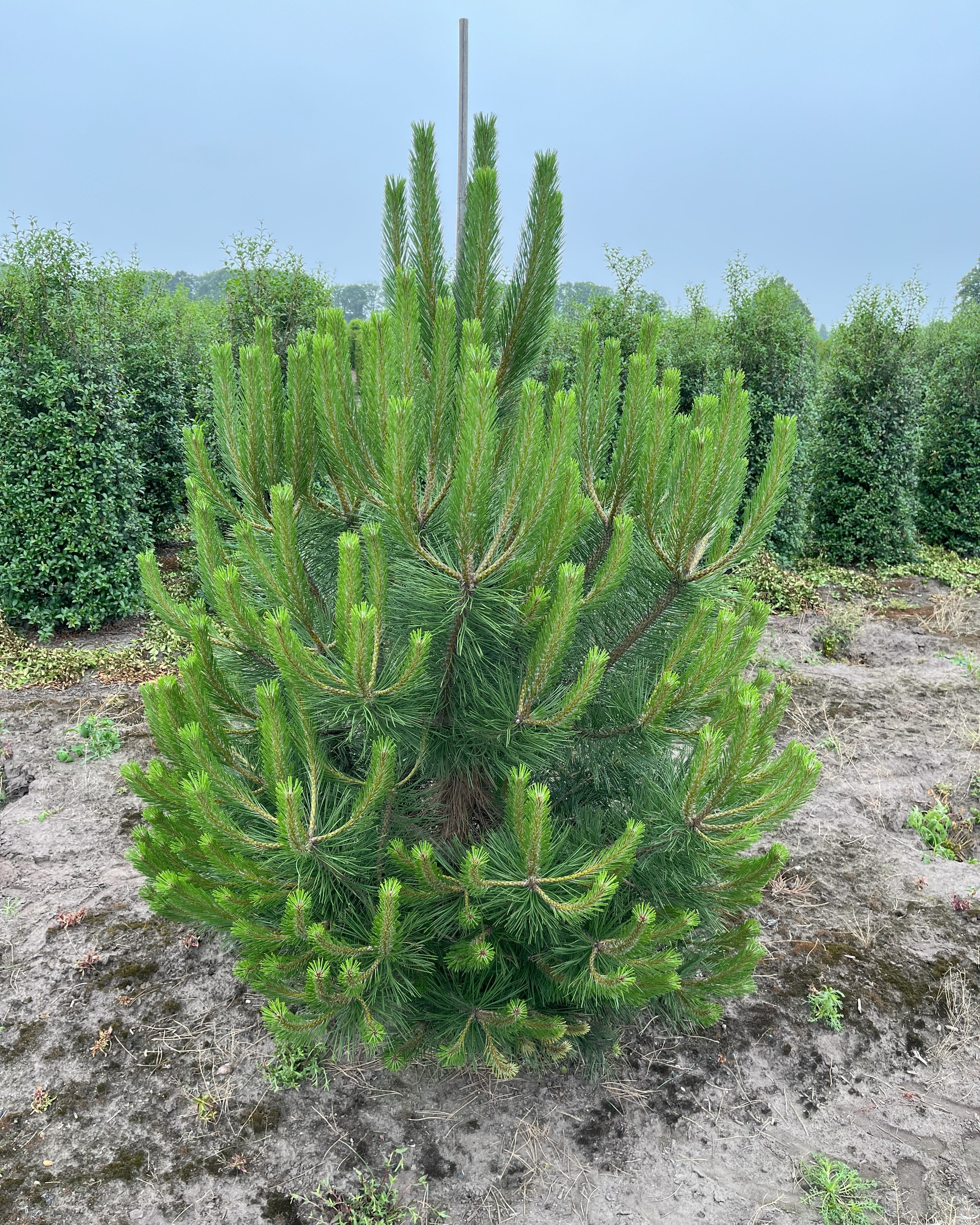 Flotte busket Østrigsk fyr, Pinus nigra nigra