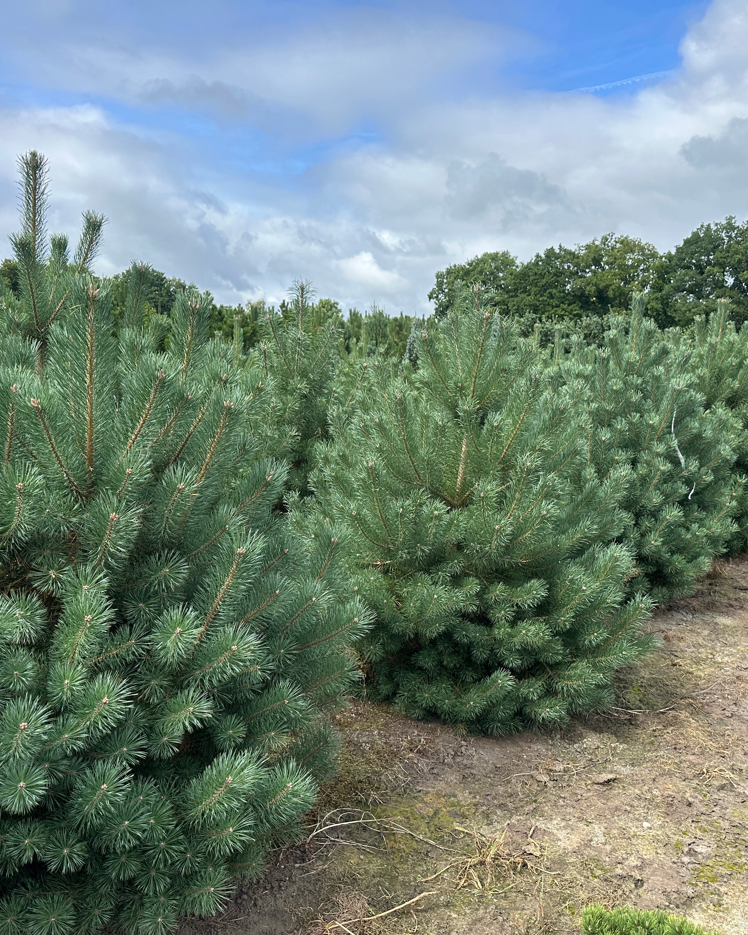 Flotte kraftige busket Skovfyr, Pinus sylvestris Norske