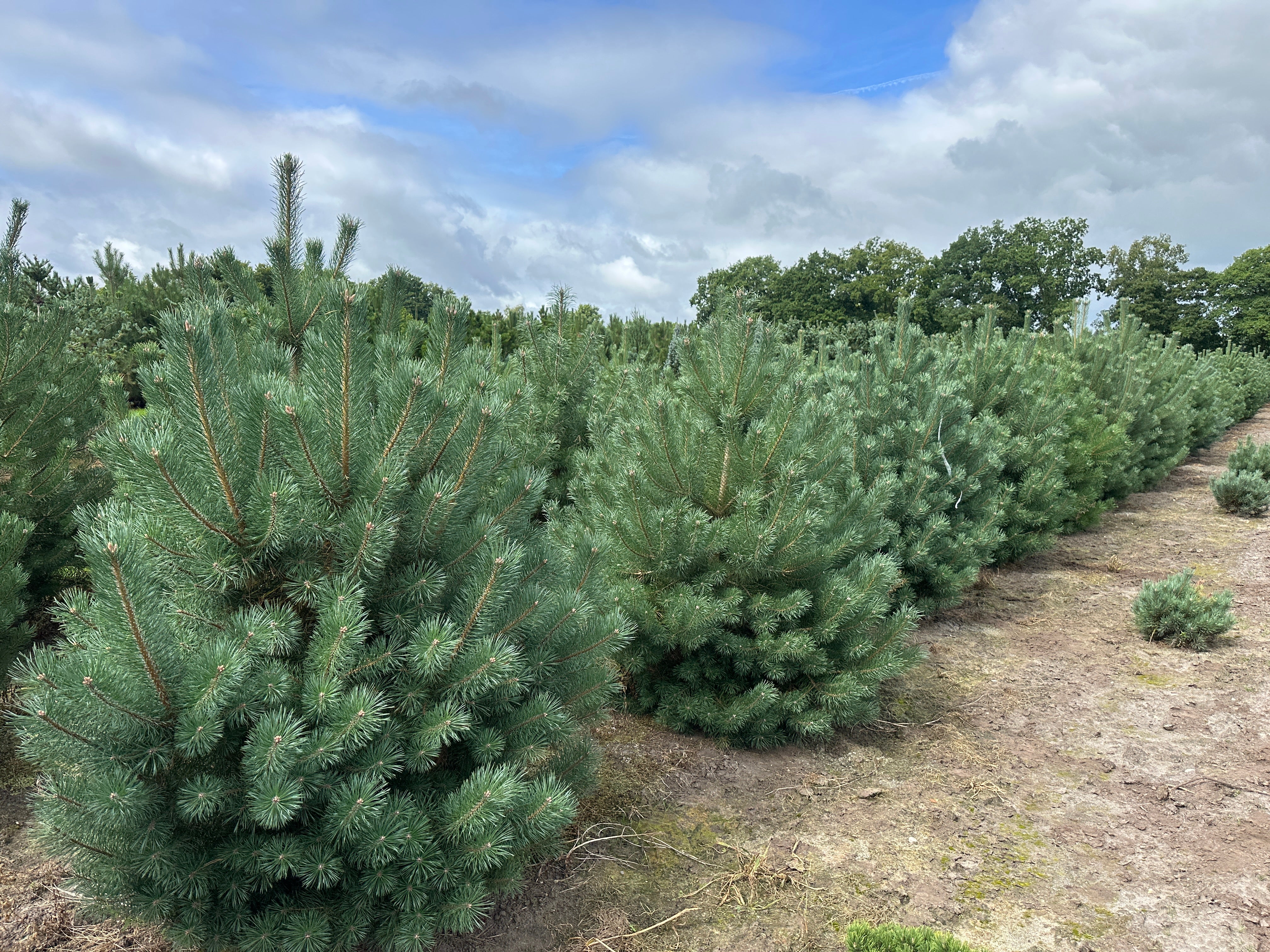 Flotte kraftige busket Skovfyr, Pinus sylvestris Norske