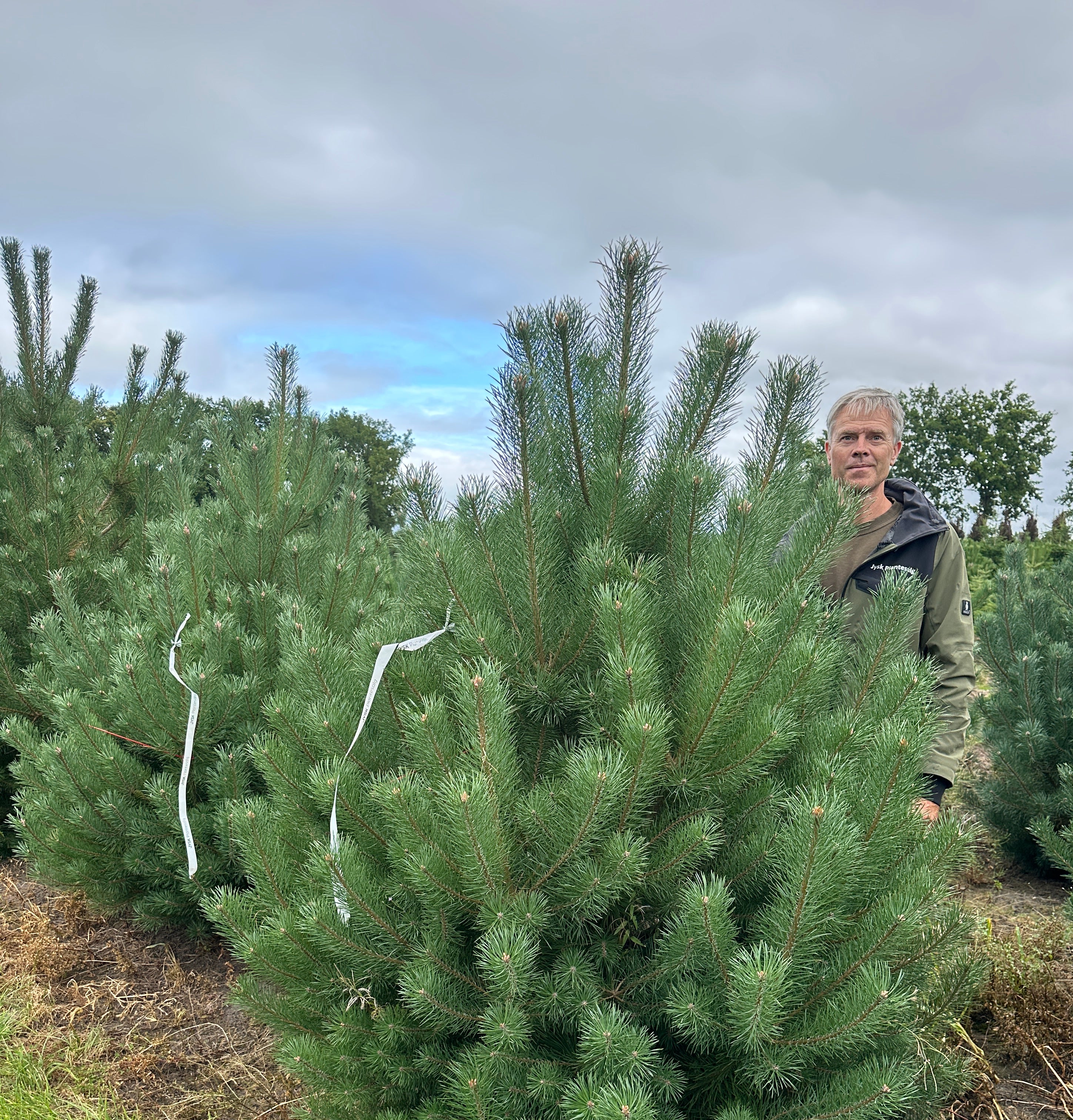 Kraftige bukset Østrigsk fyr, Pinus nigra nigra