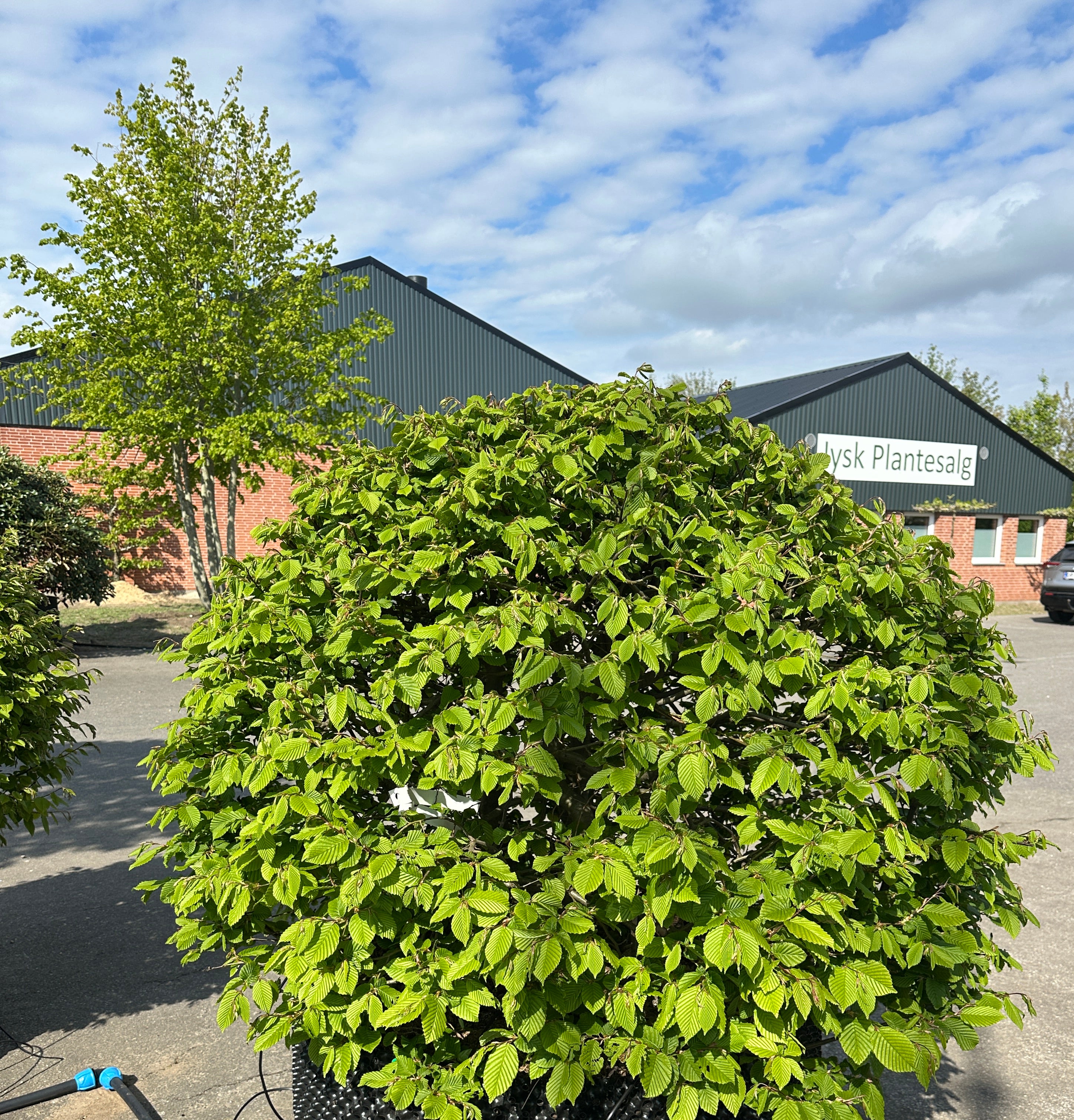 Kugleformet Carpinus betulus, med en tæt, rundformet krone af lysegrønne, strukturerede blade på en slank, bar stamme.