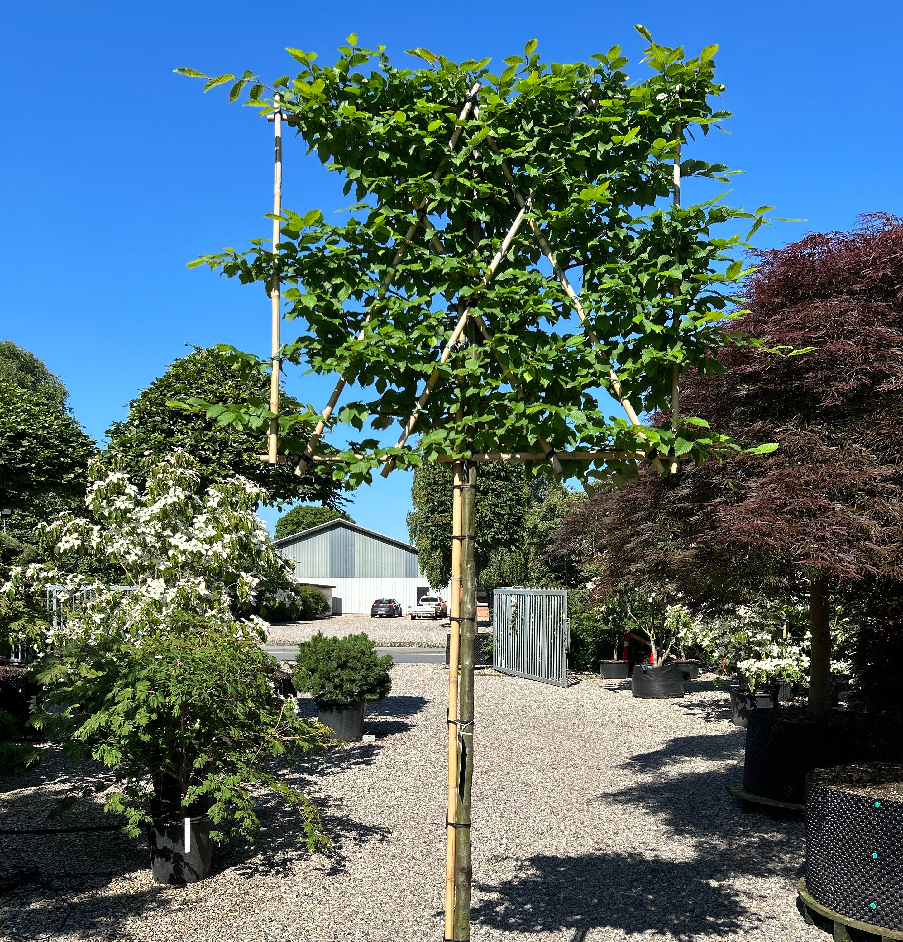 En svævende hæk af avnbøg - Carpinus betulus, med en bar stamme og en tæt, firkantet formklippet krone.