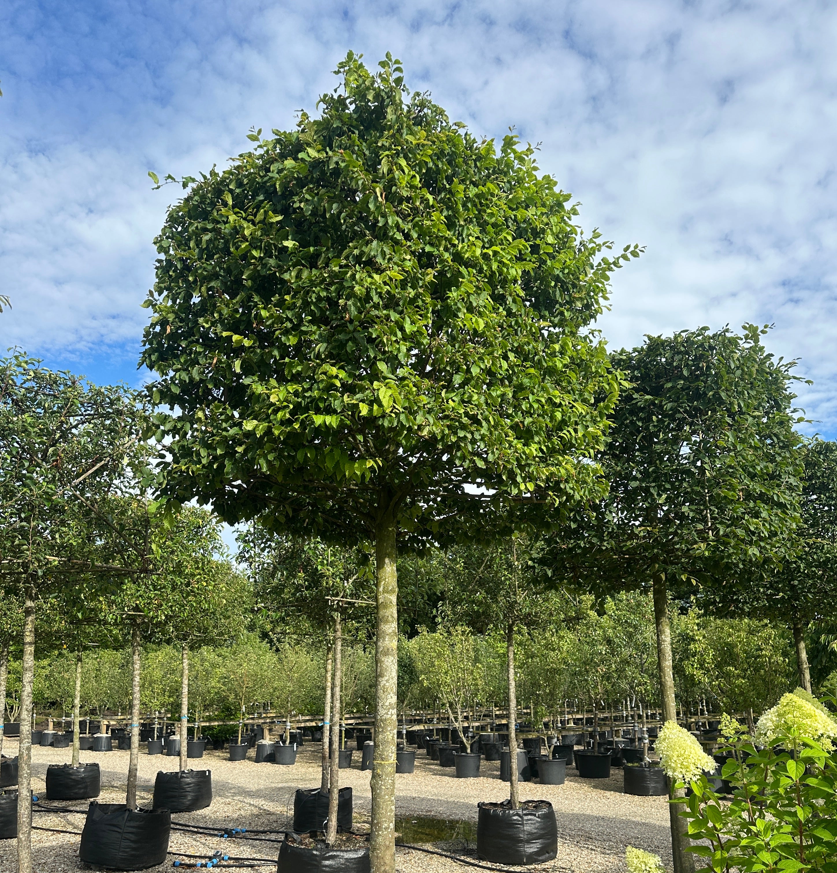 Formklippet Carpinus betulus, hvor kronen er skåret i en kubisk kasseform hævet på en glat, mørkegrå stamme.