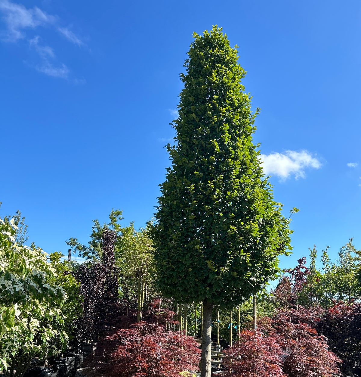Kegleklippet 'Carpinus betulus'-avnbøg, hvor den stramme, geometriske kegleform er tæt dækket af friske, grønne blade på en bar, grå stamme.