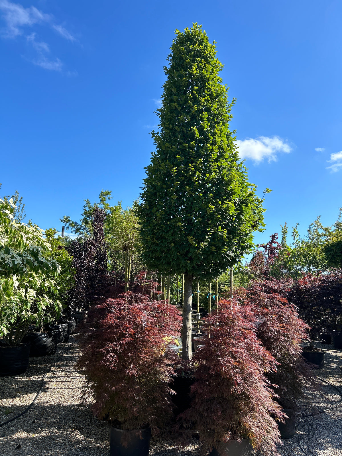 Kegleklippet 'Carpinus betulus'-avnbøg, hvor den stramme, geometriske kegleform er tæt dækket af friske, grønne blade på en bar, grå stamme.