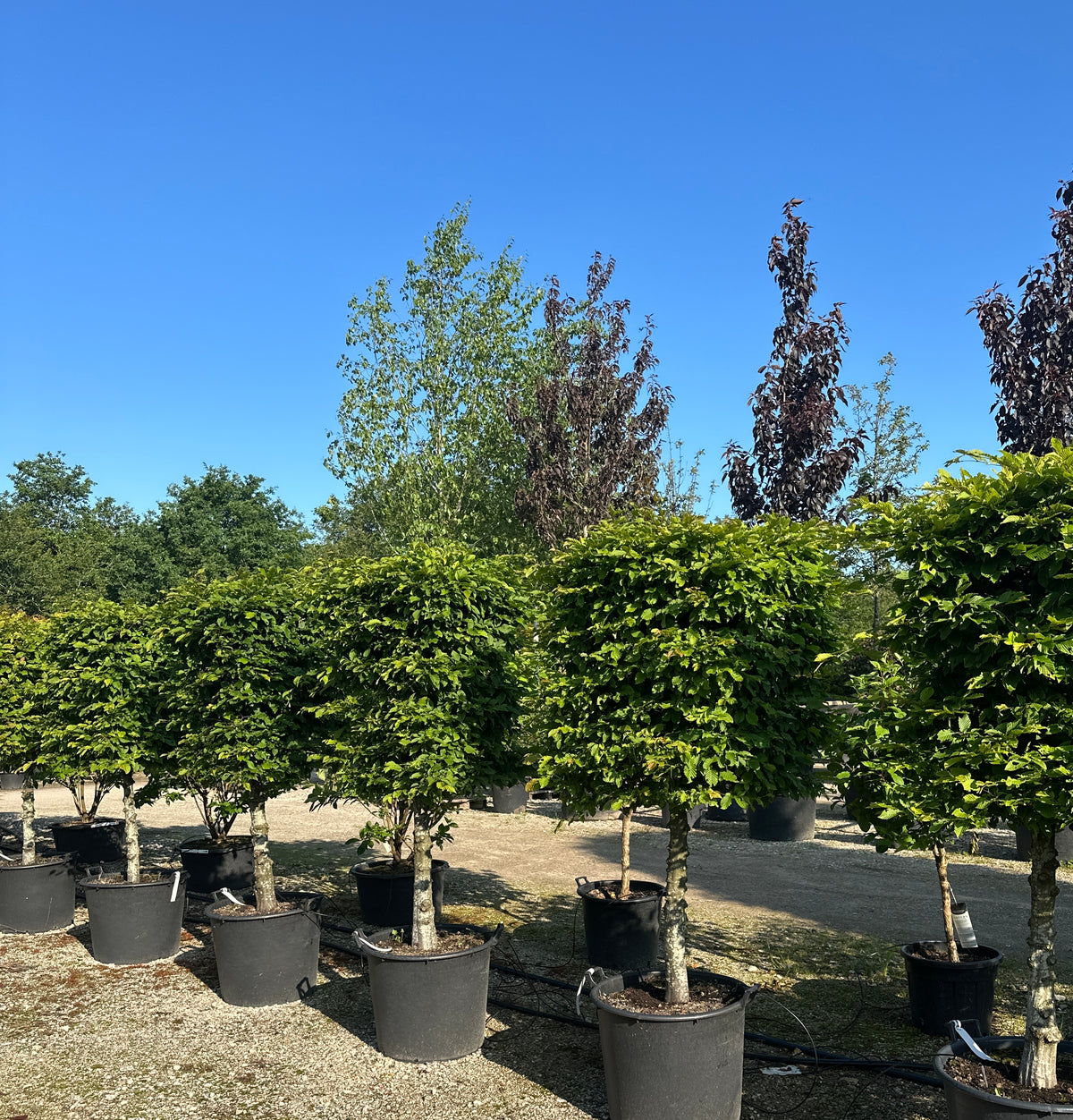 'Carpinus betulus'-avnbøg, hvor den tætte krone af friske, grønne blade sidder på en bar, grå stamme.