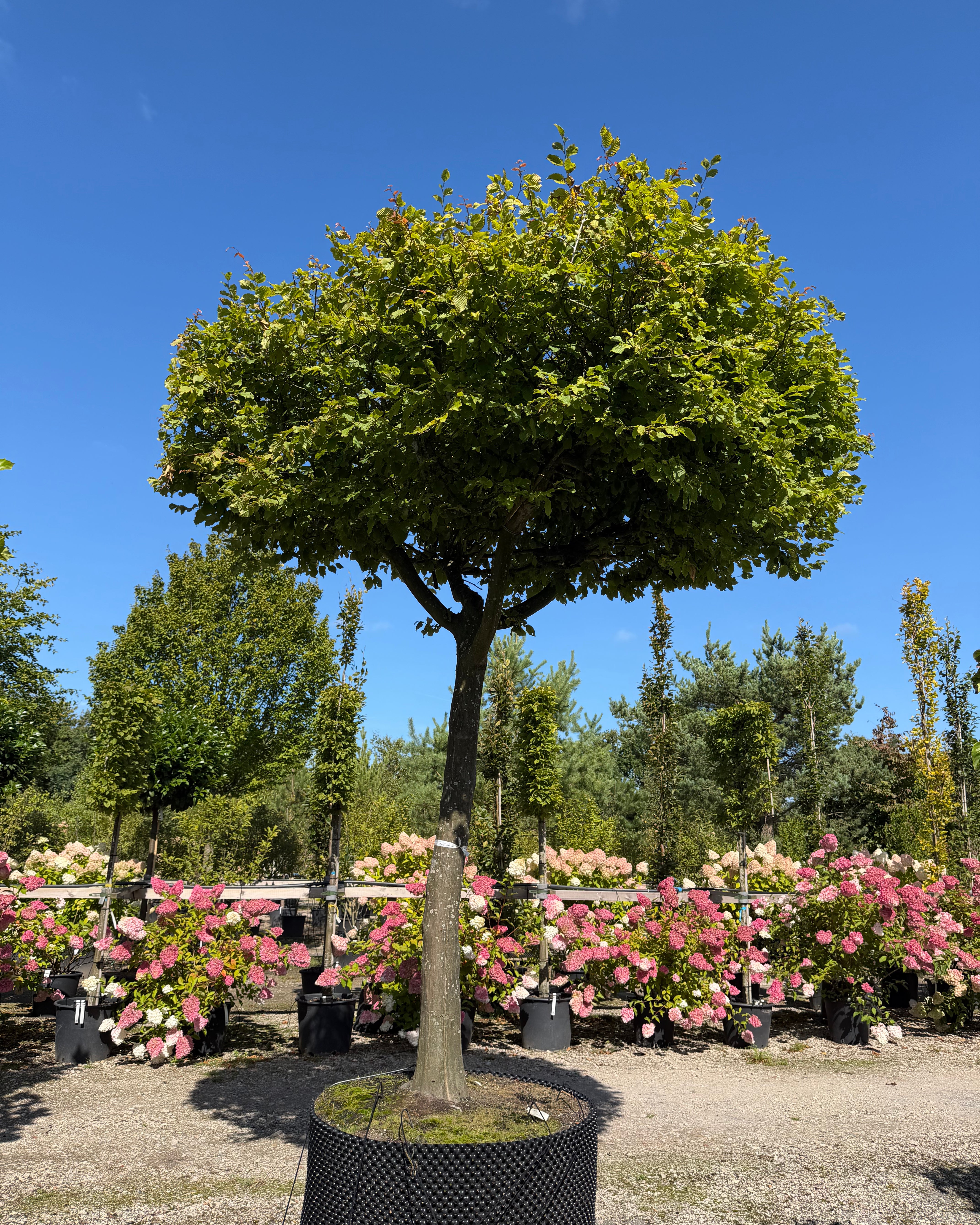 En tagklippet avnbøgtræ i fuld figur med en høj, ren stamme og en tæt, flad og vandret formklippet krone af grønne blade, der fungerer som en naturlig parasol.