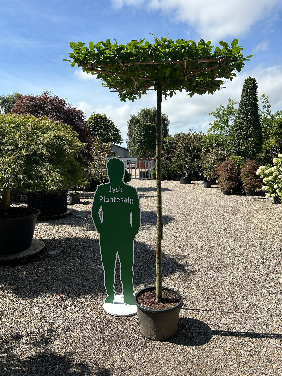 Tagklippet 'Carpinus betulus'-avnbøg, hvor den flade, vandrette og rektangulære krone af friske, grønne blade danner et tæt tag på en bar, lige grå stamme.
