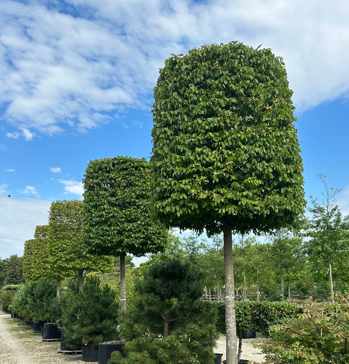 Cylinderklippet 'Purpurea'-avnbøg, hvor den stramme, geometriske cylinderform står helt tæt dækket af mørkegrønne blade midt på sommeren.