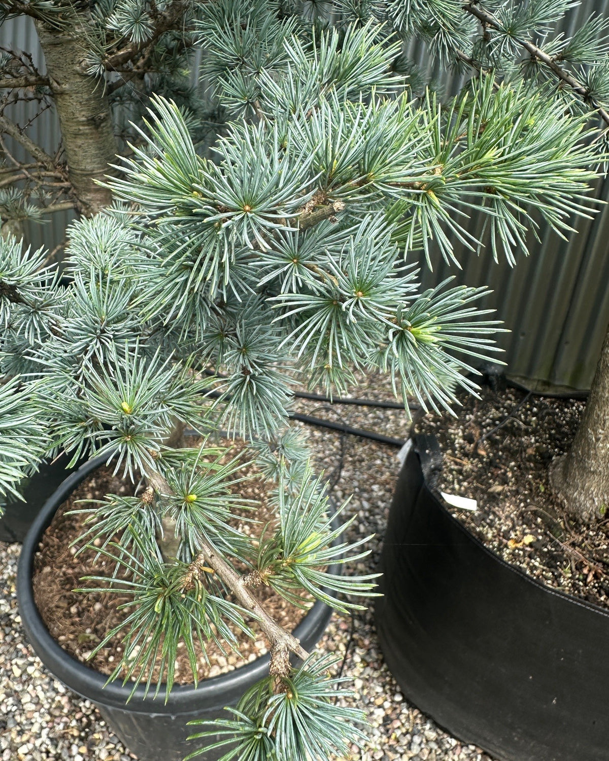 Tætte, sølvblå og blågrå nåle på en Cedrus libani 'Glauca' cedergren.