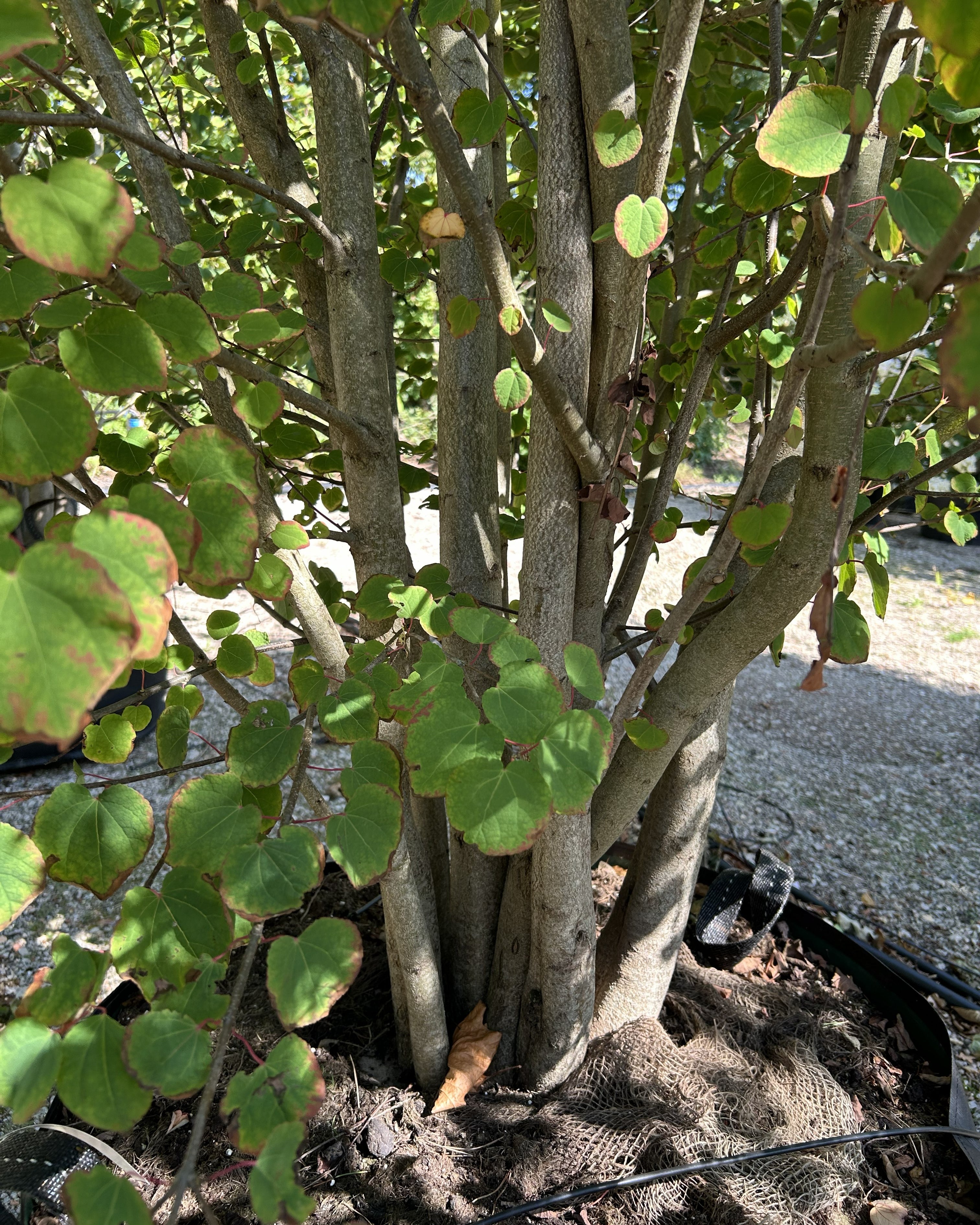 Tæt billede af bunden af et Cercidiphyllum japonicum, multistammet hjertetræ , der viser de mange slanke, opadstræbende stammer, der forgrener sig direkte fra jorden.