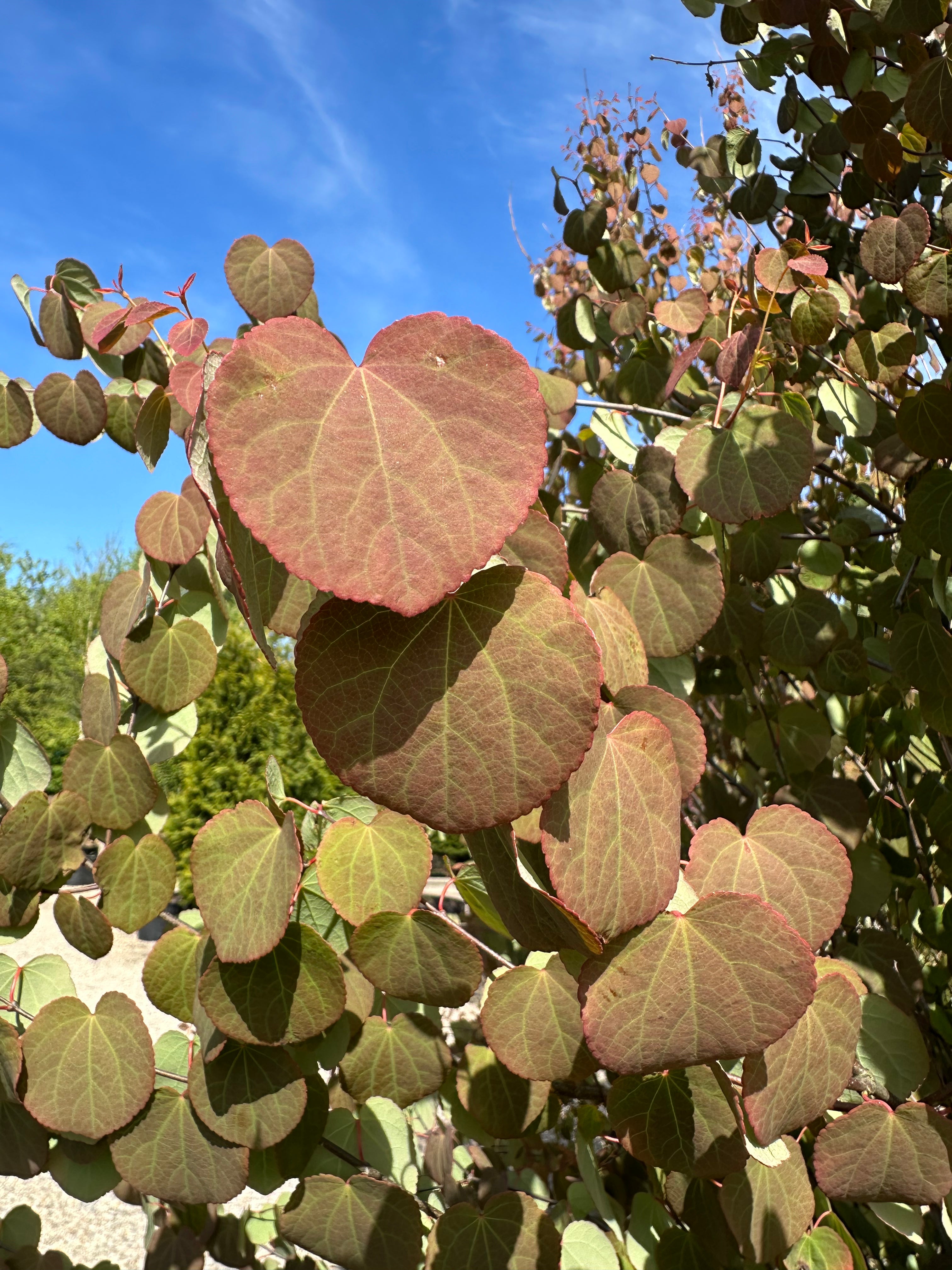 Hjerteformet blad fra et hjertetræ i det tidlige efterår, hvor den lysegrønne sommerfarve er ved at skifte og gradvist farves i nuancer af lysende gul og rødbrun langs kanten.